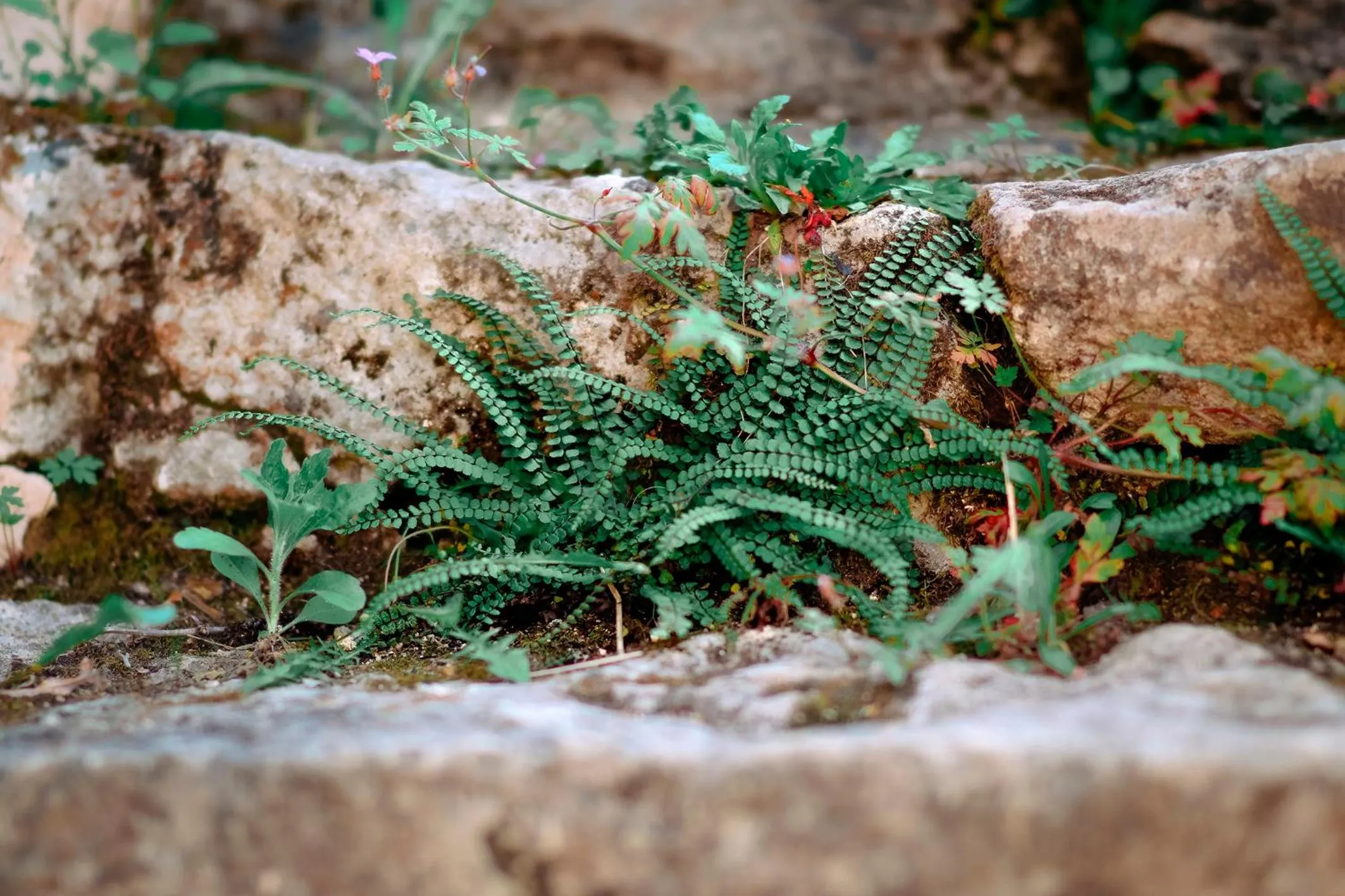 Garden in Gites La Source