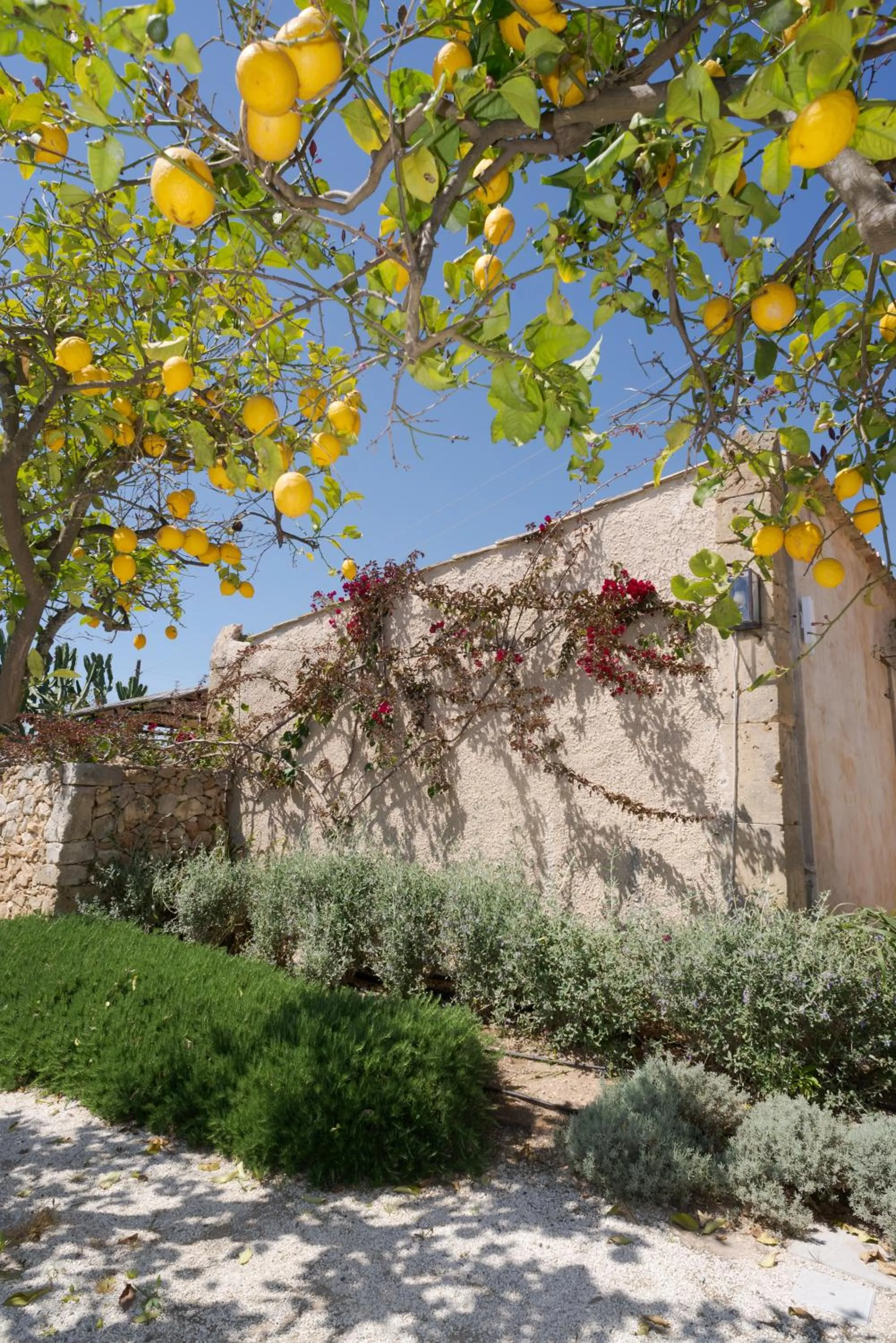 Garden in Baglio Siciliamo Country House