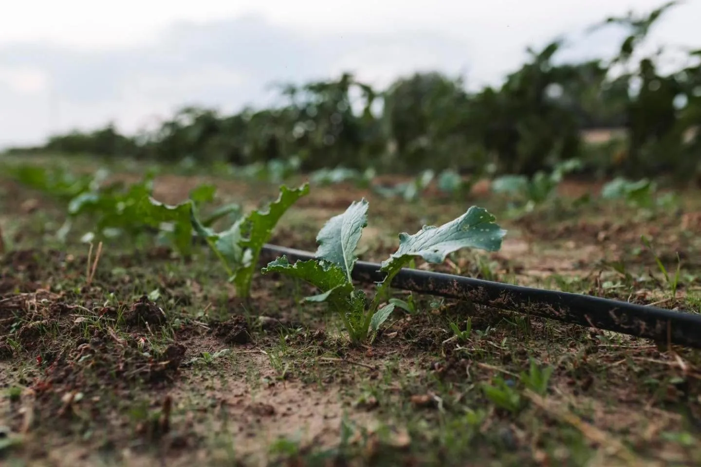 Activities in Agriturismo Paradiso