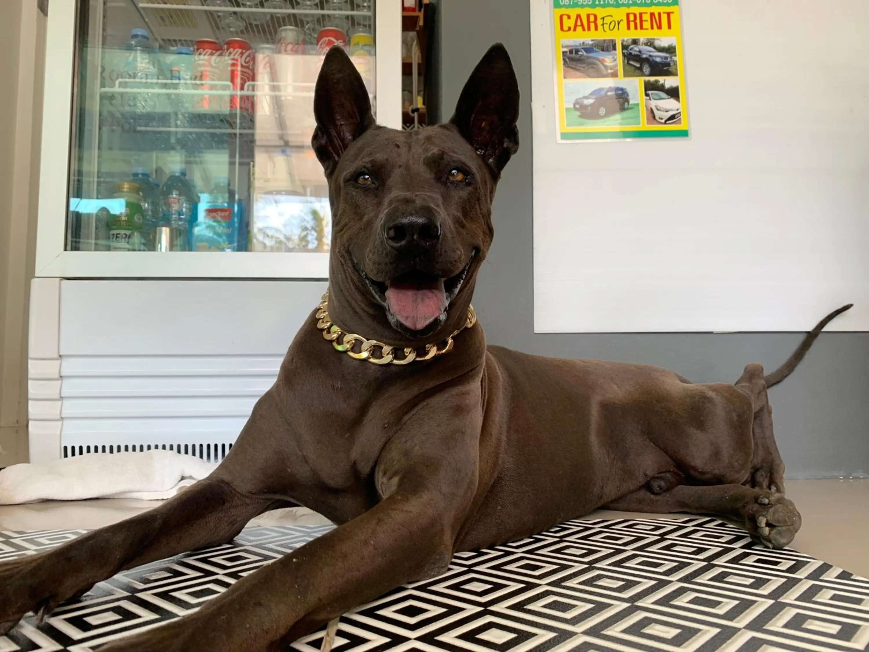 Pets in Phangan Hometown Resort - Adults Only