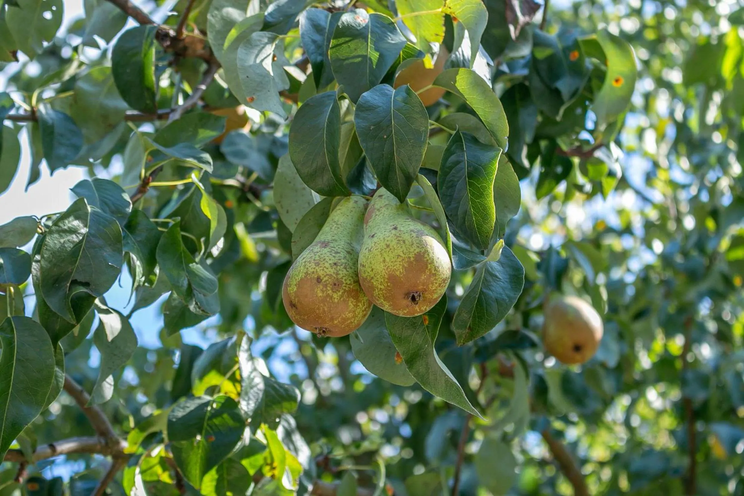 Bedroom in Hillcrest Lodge