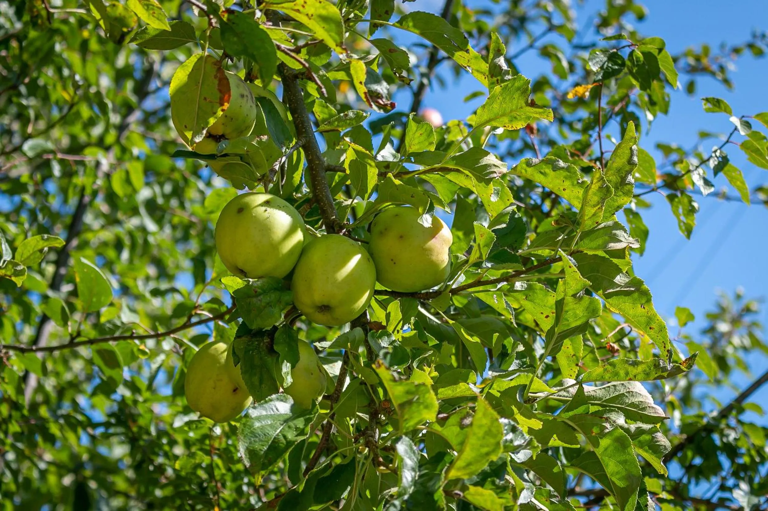 Bedroom in Hillcrest Lodge