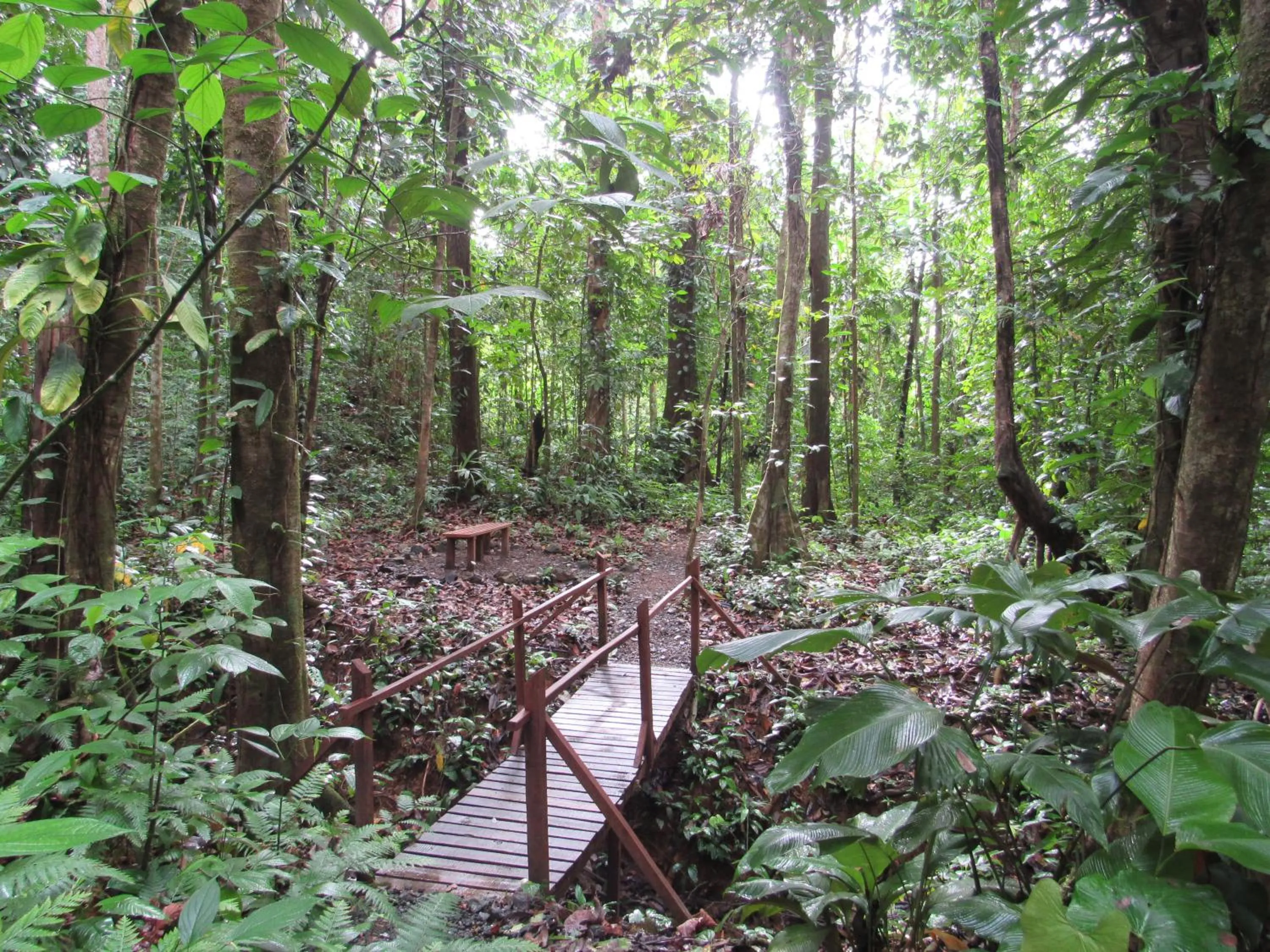 Natural landscape in Drake Bay Greenleaf
