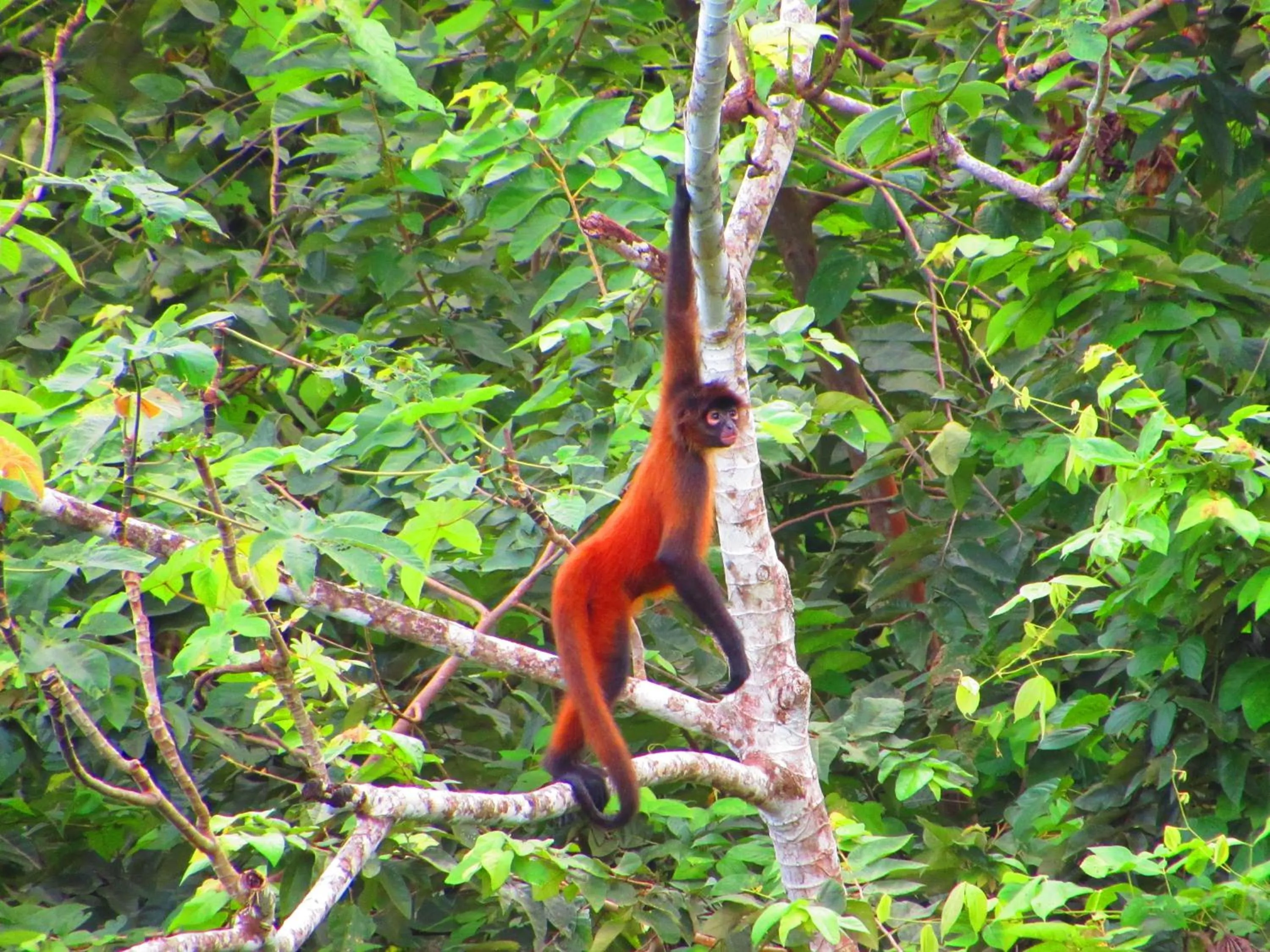 Animals in Drake Bay Greenleaf