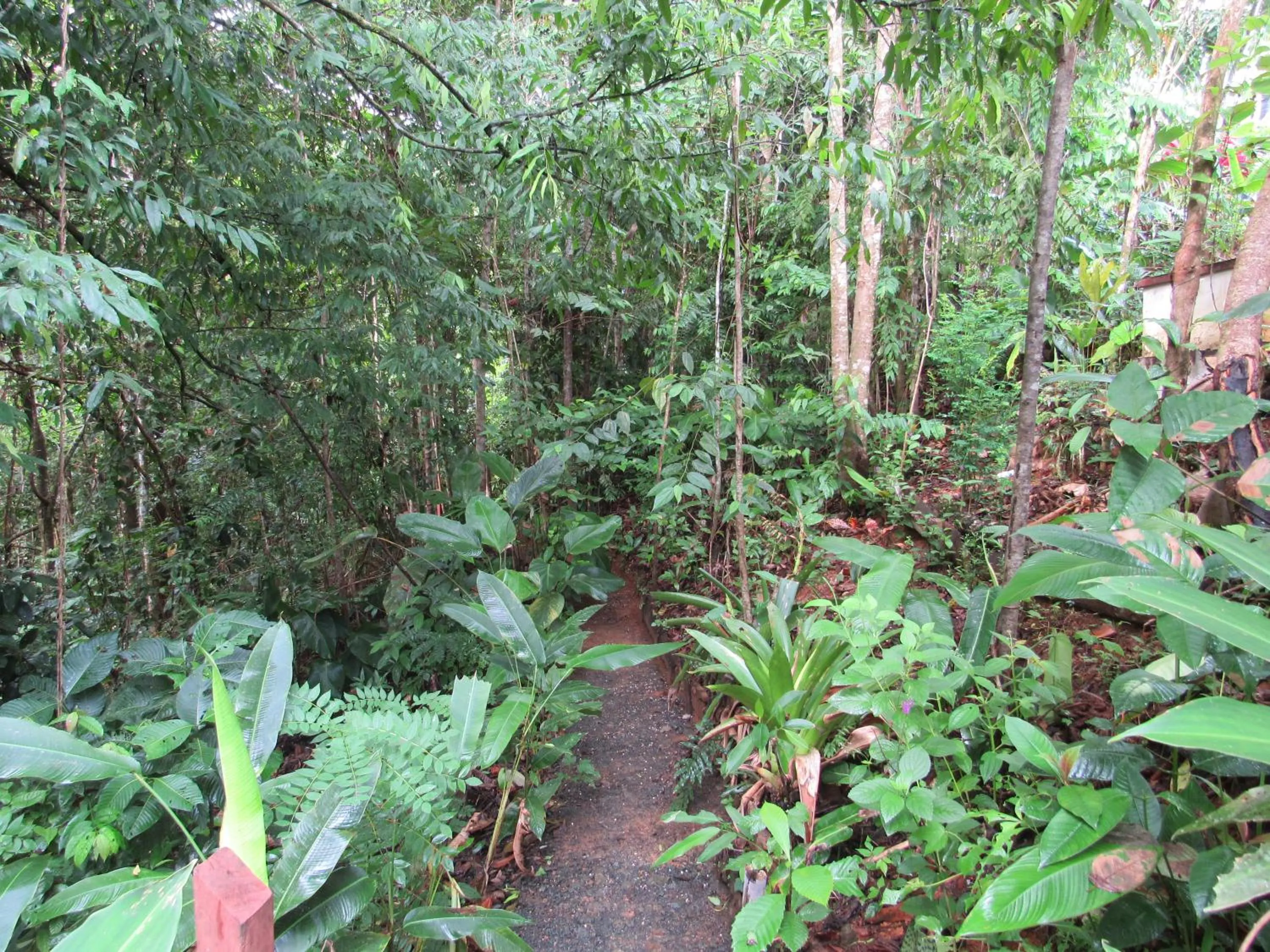Natural landscape in Drake Bay Greenleaf