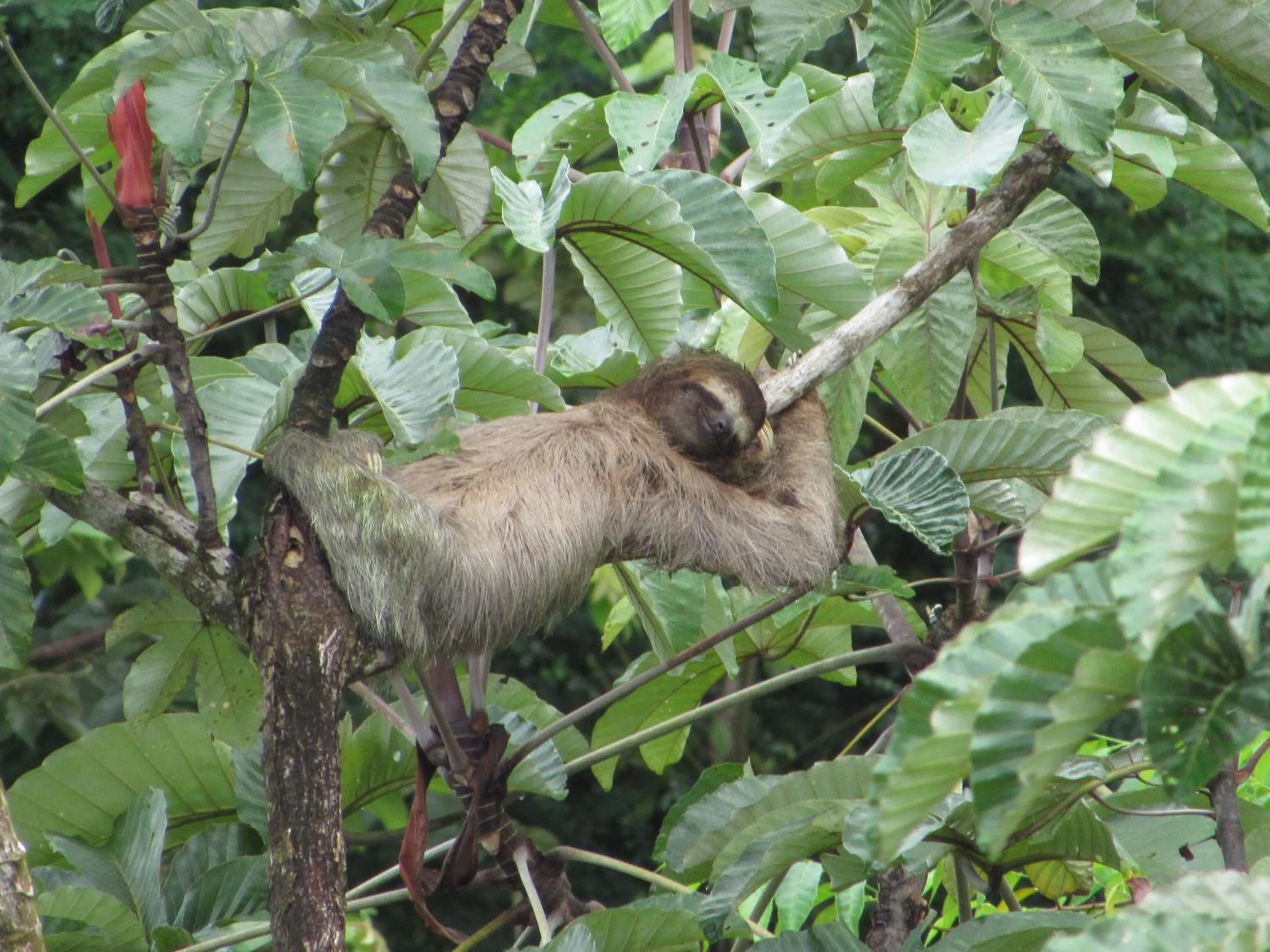Animals in Drake Bay Greenleaf