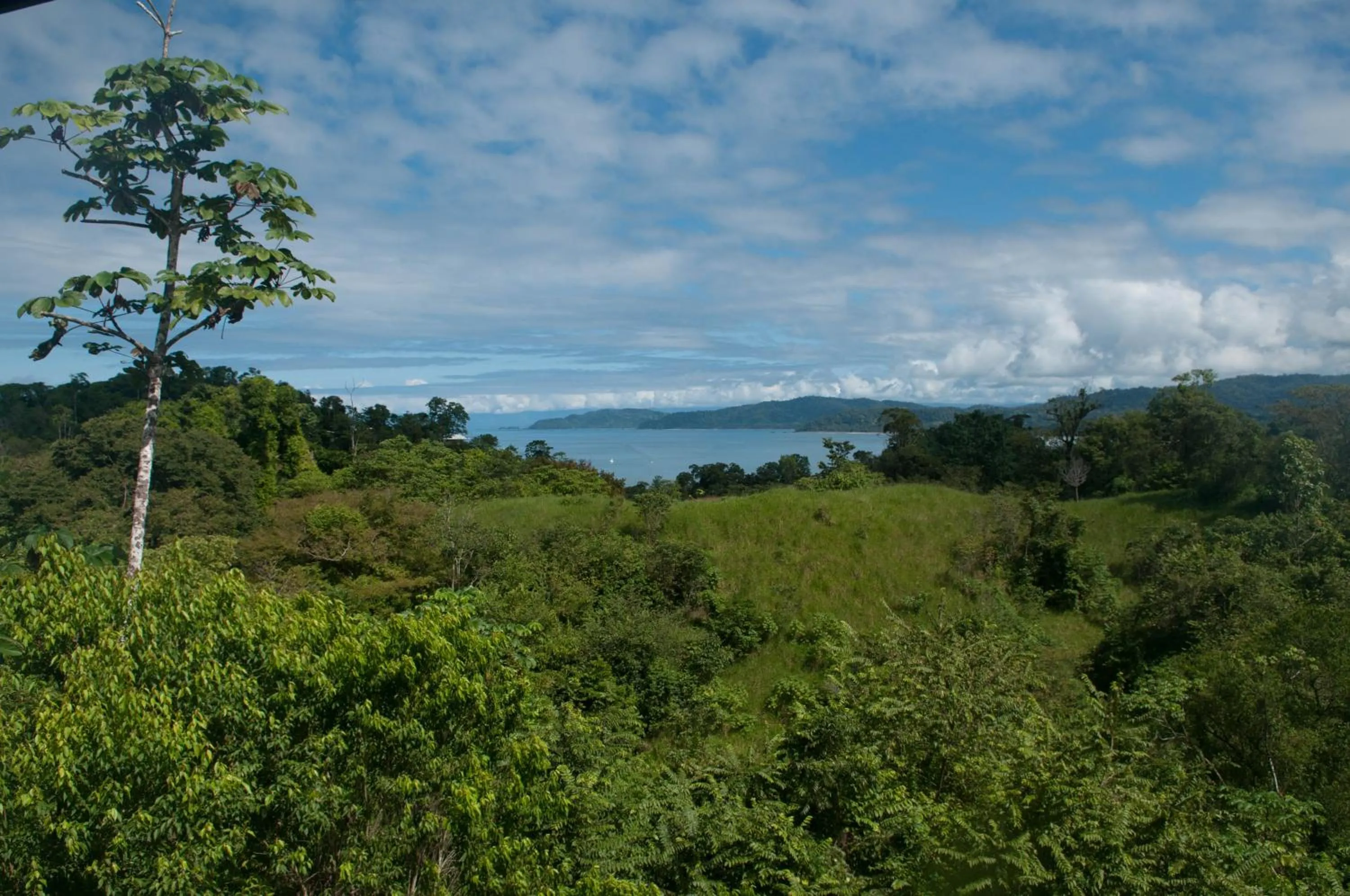 Natural landscape in Drake Bay Greenleaf