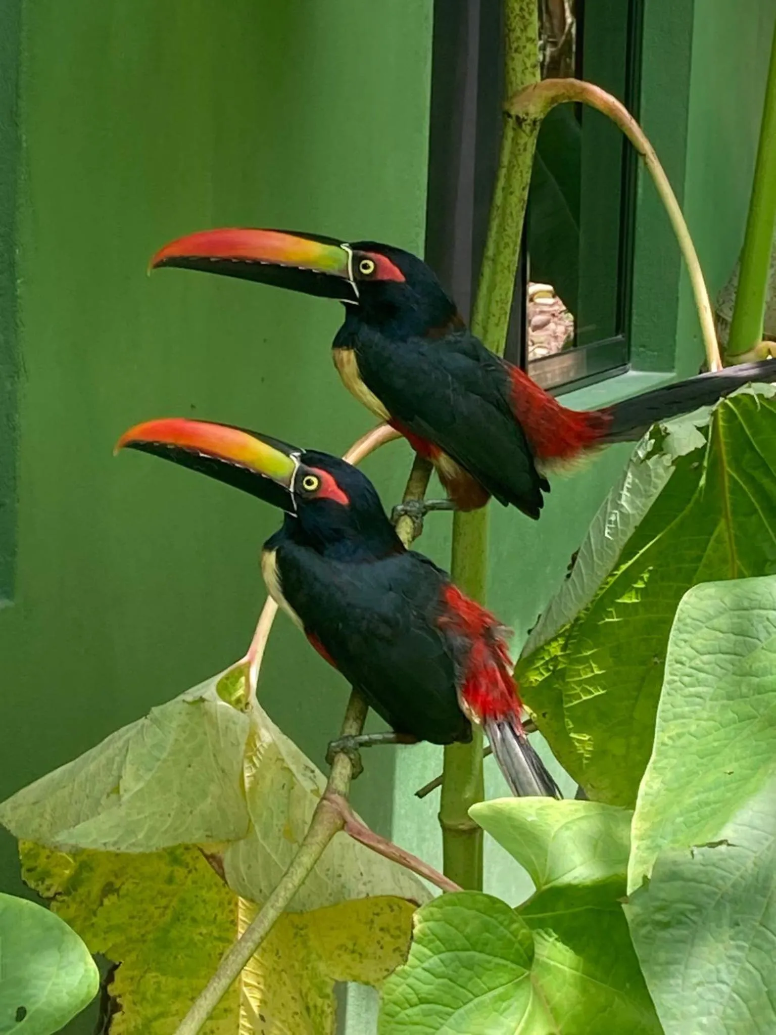 Natural landscape in Corcovado & Drake Inn