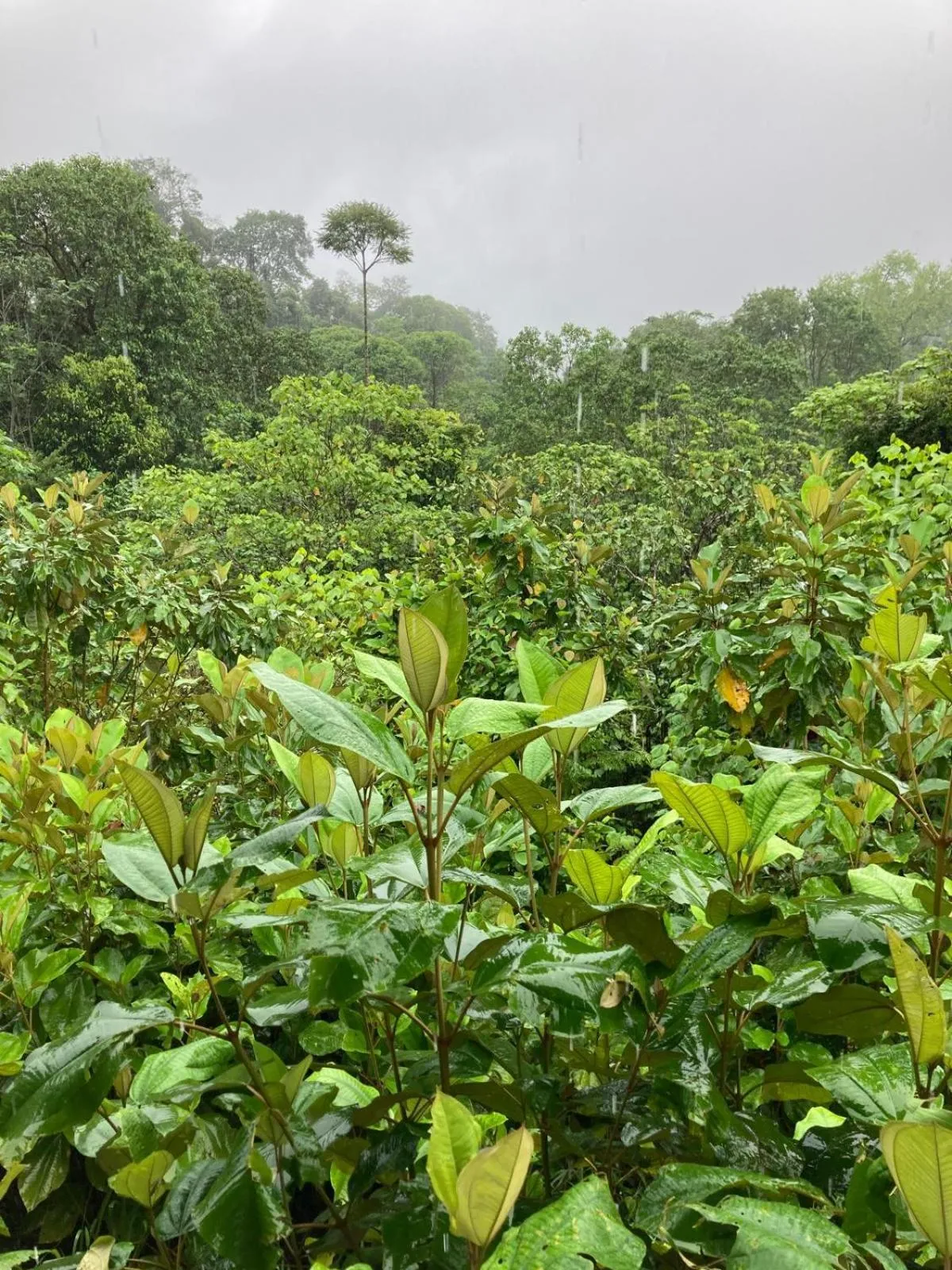 Natural landscape in Corcovado & Drake Inn