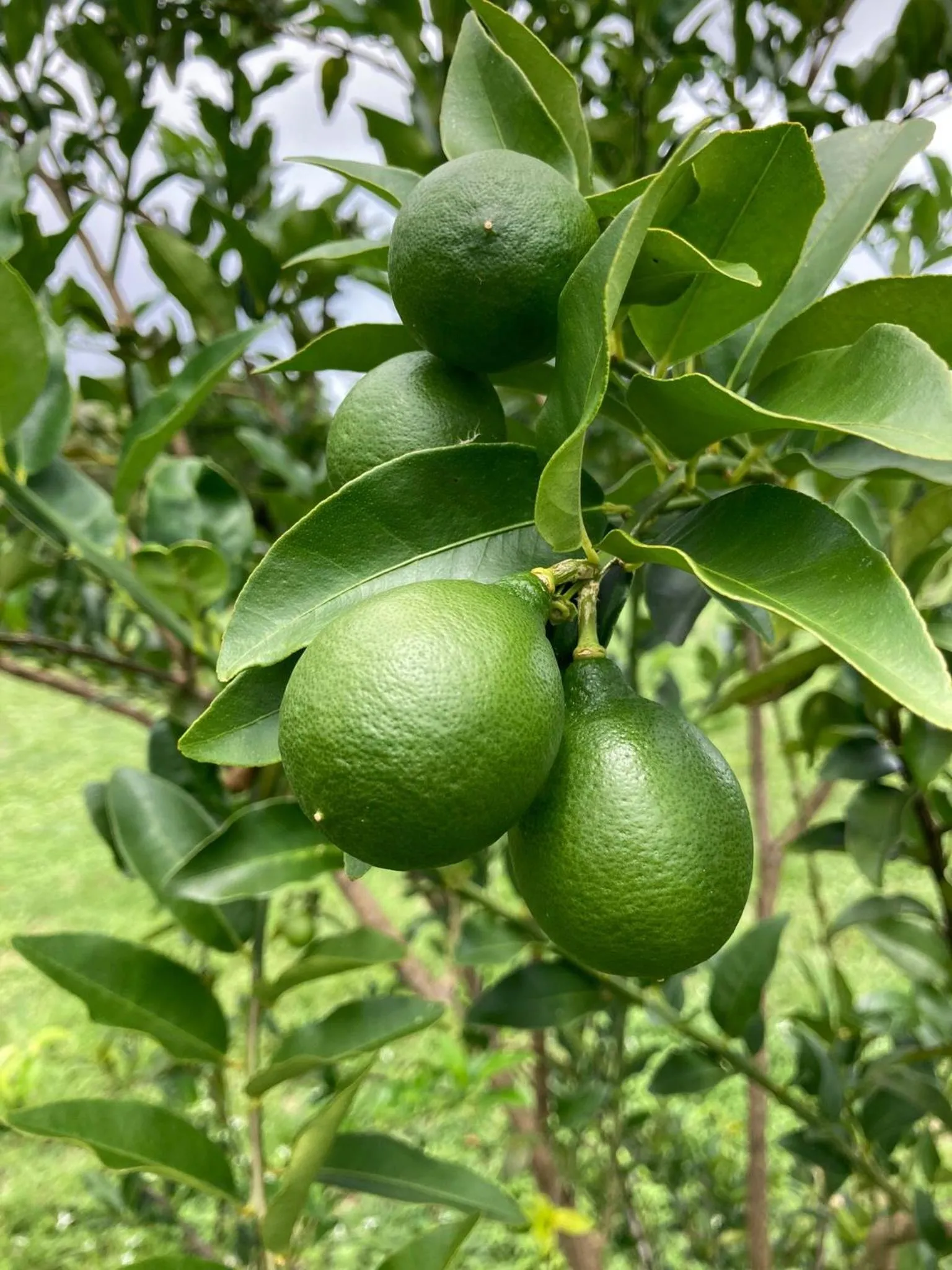 Garden in Corcovado & Drake Inn