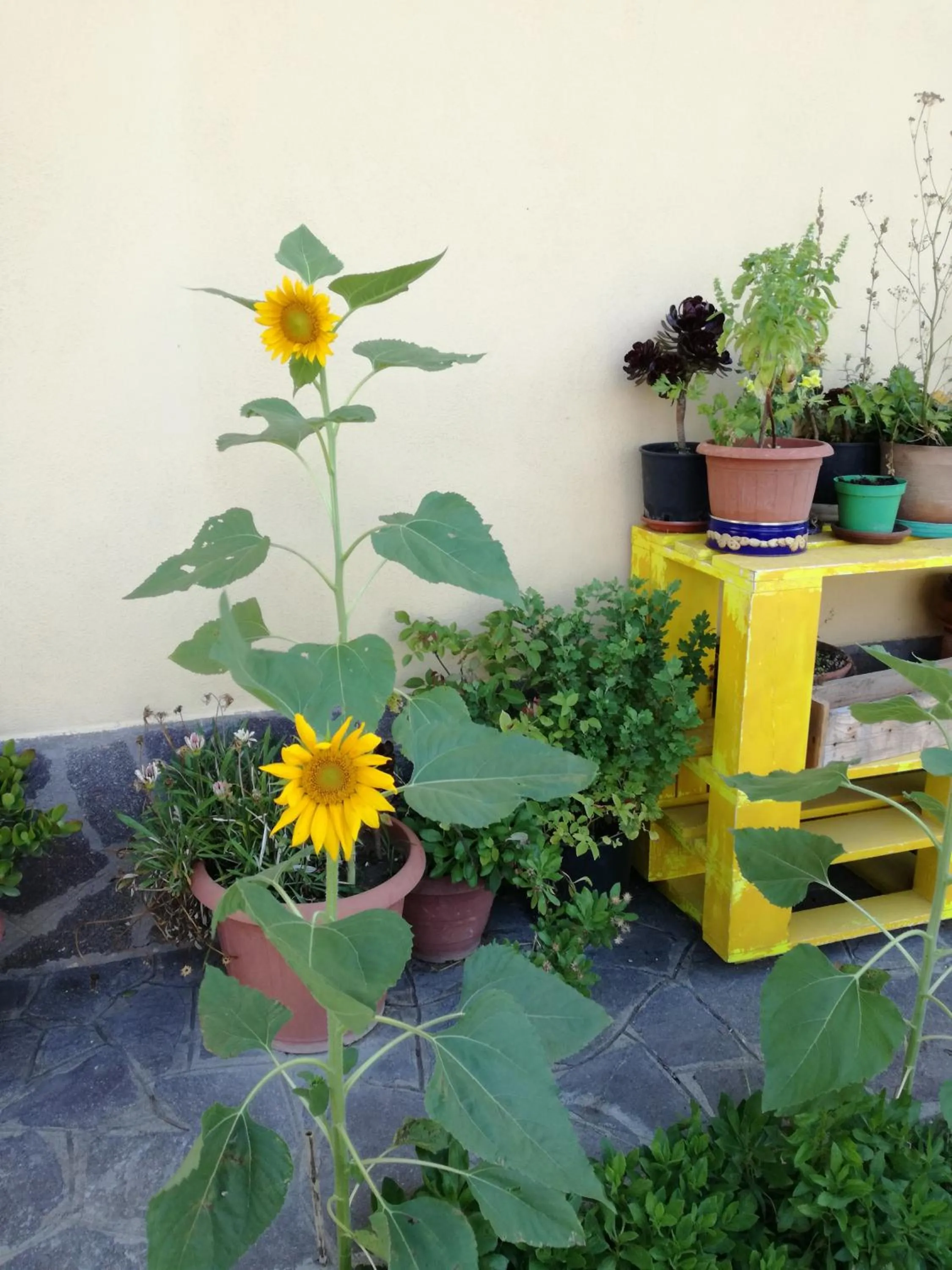Garden in The Yellow House
