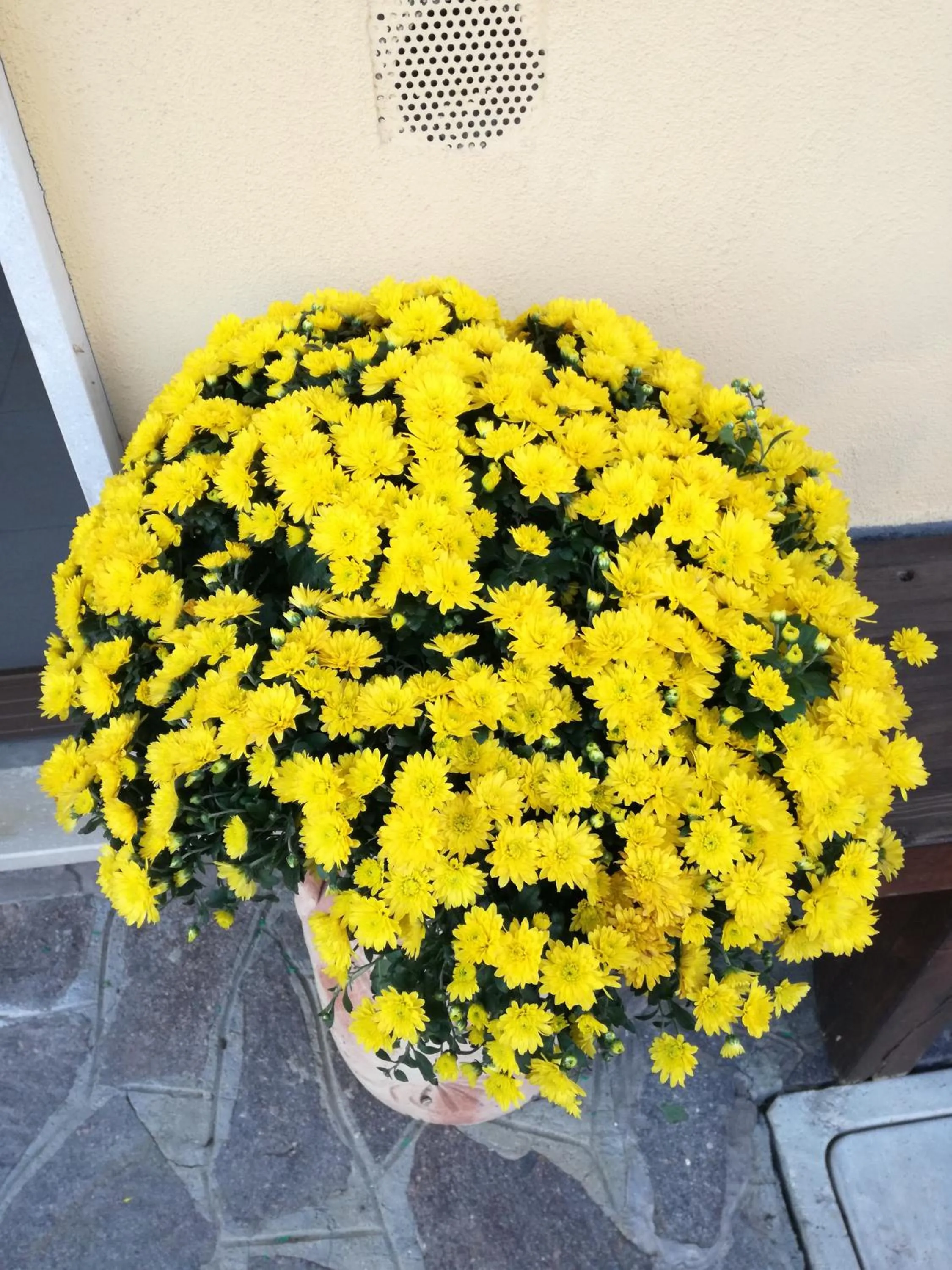 On site in The Yellow House