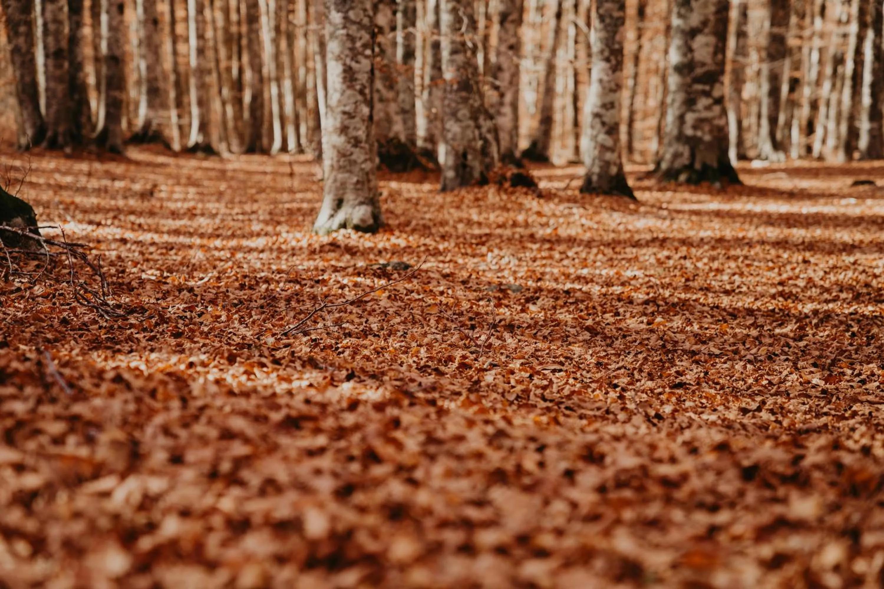 Natural landscape in Praia Art Resort - Small Luxury Hotels of the world