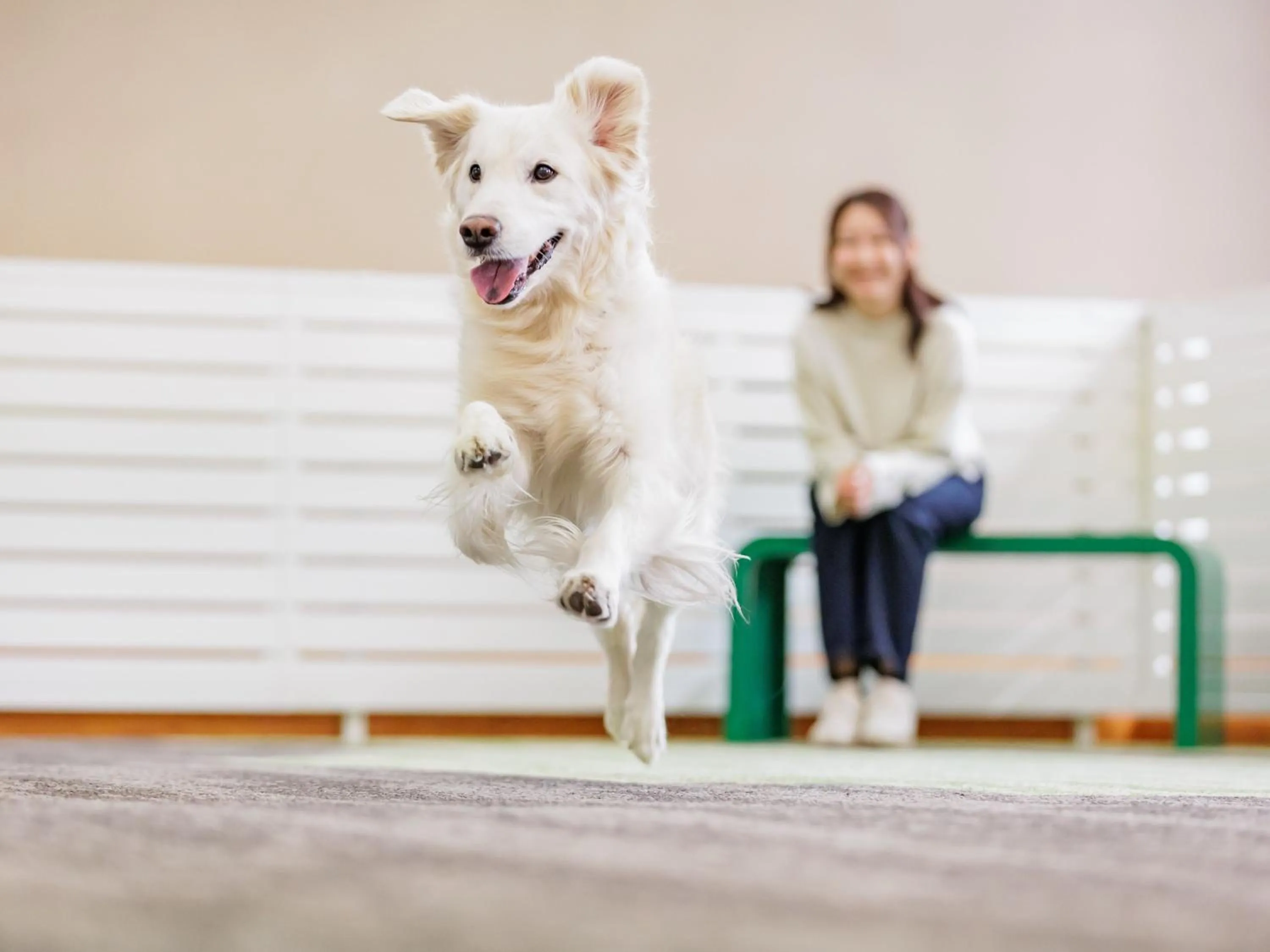 Area and facilities in KAMENOI HOTEL SHIOBARA Dog Friendly Hotel