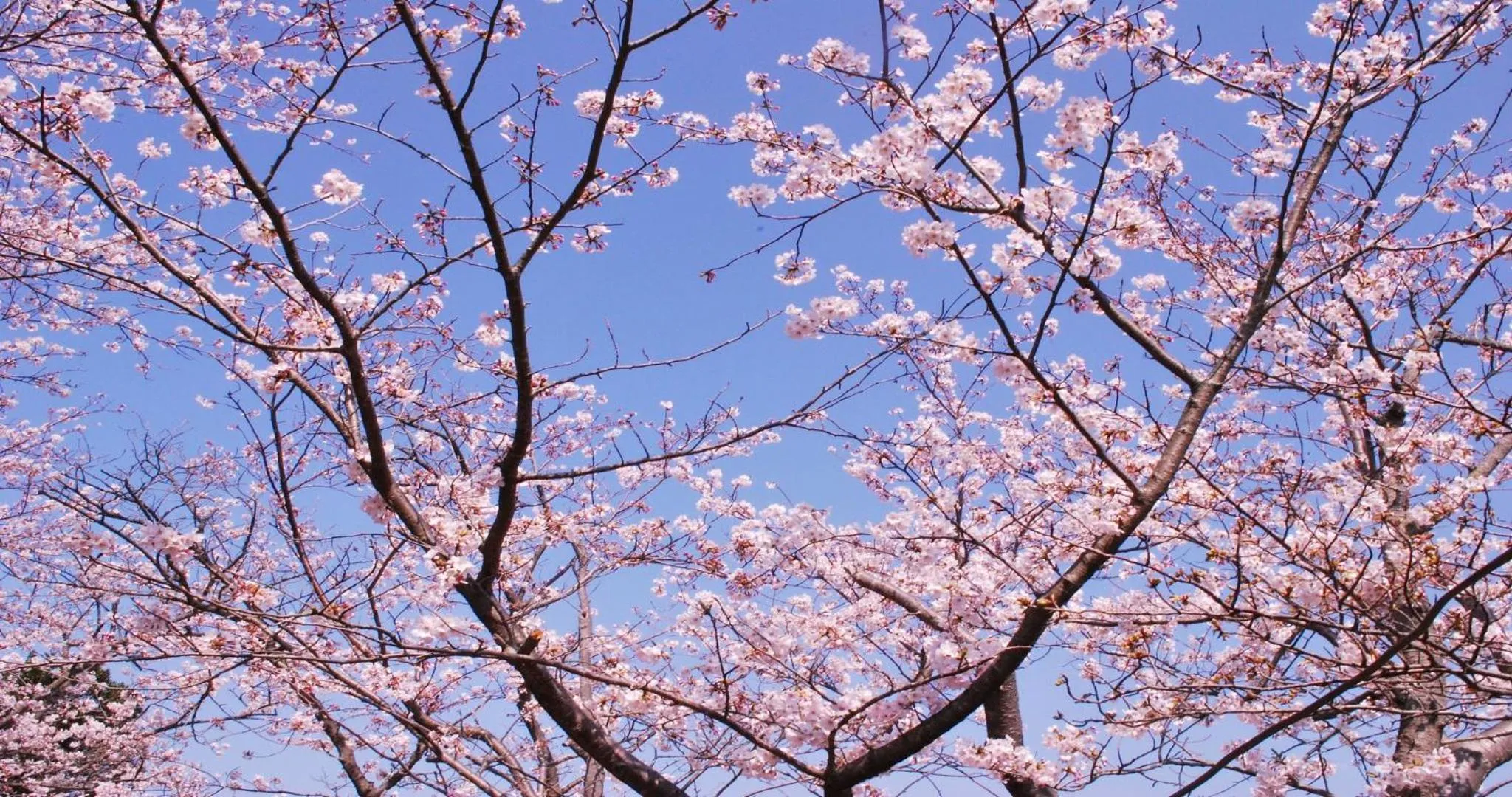 Nearby landmark in KAMENOI HOTEL Kii-Tanabe
