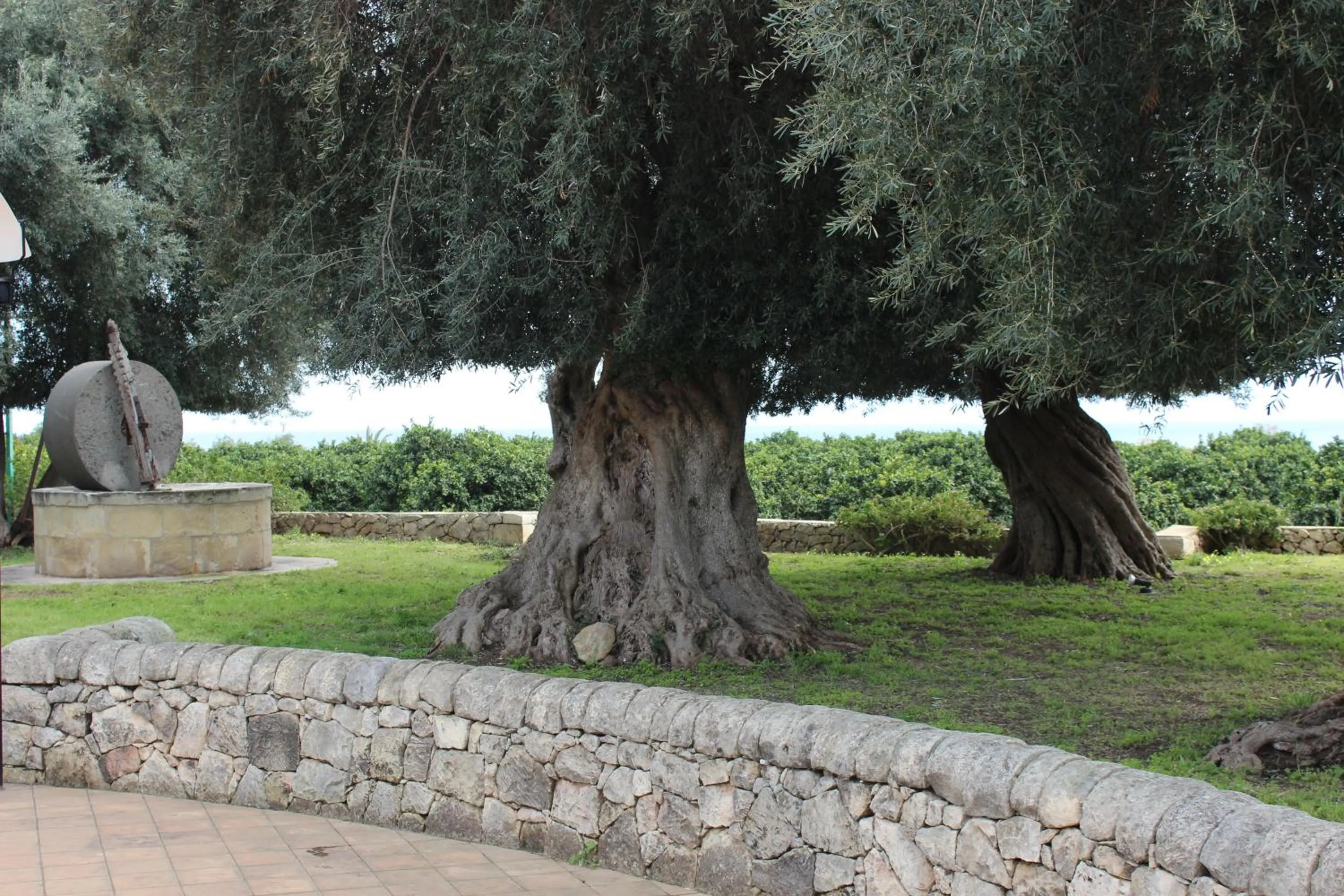 Garden in Nuovo Castello Crisilio