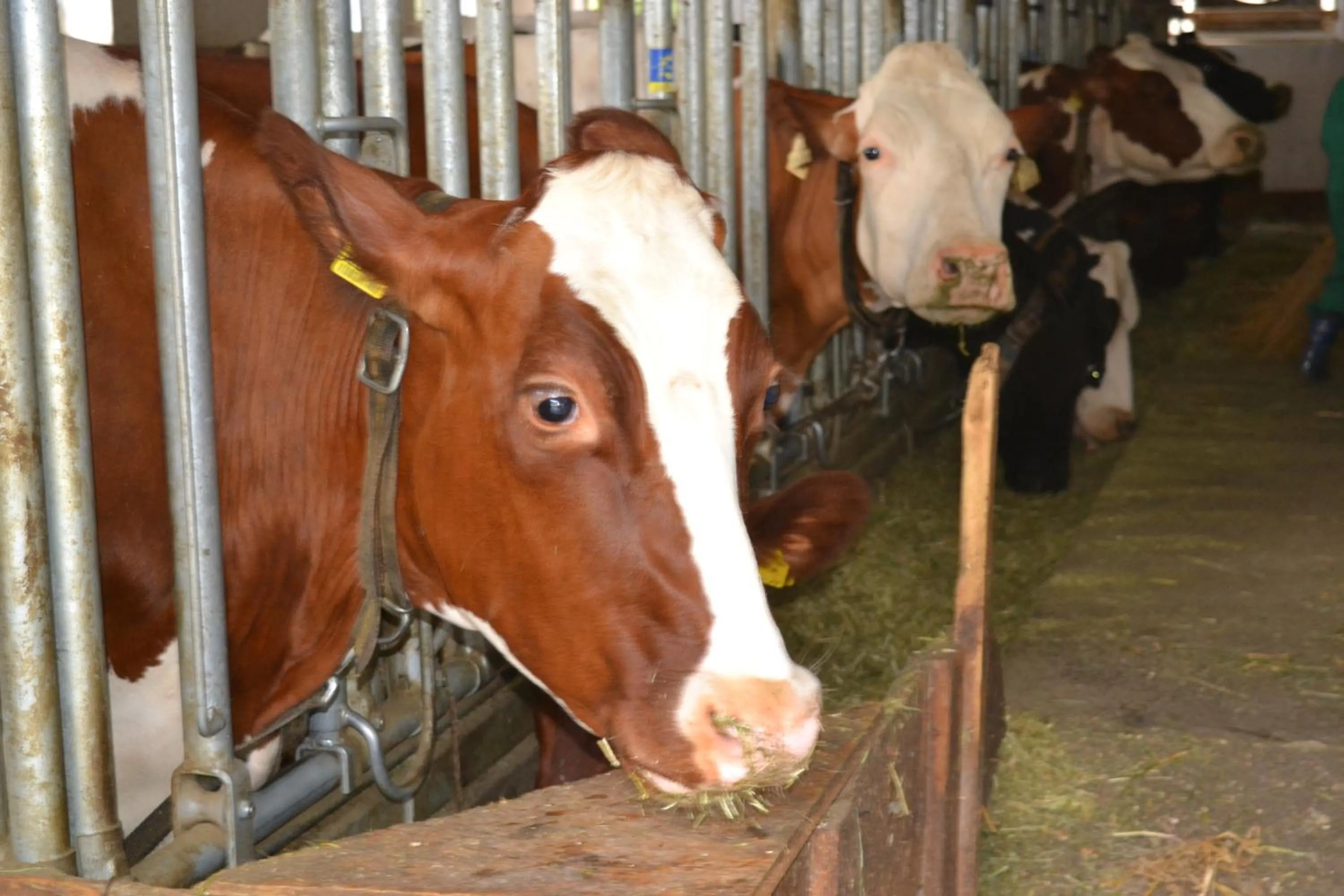 Animals in Gruberhof