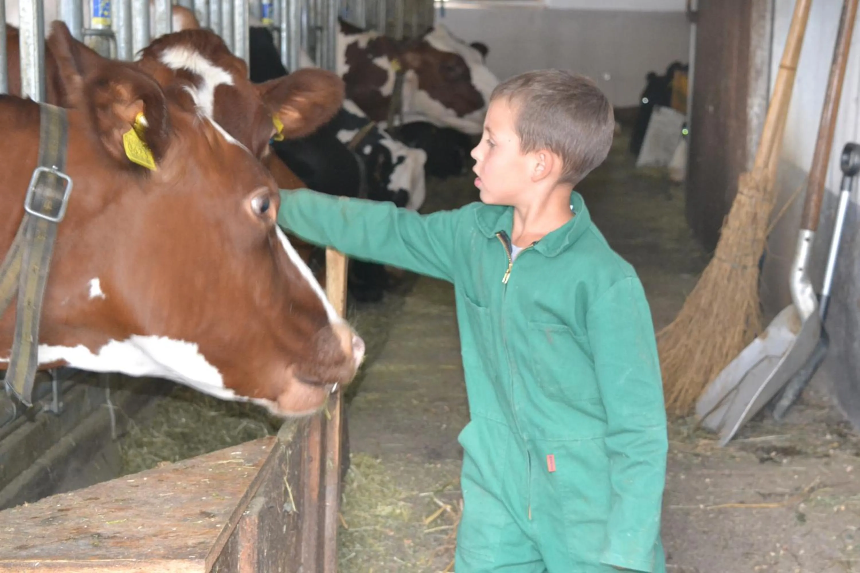 Animals in Gruberhof