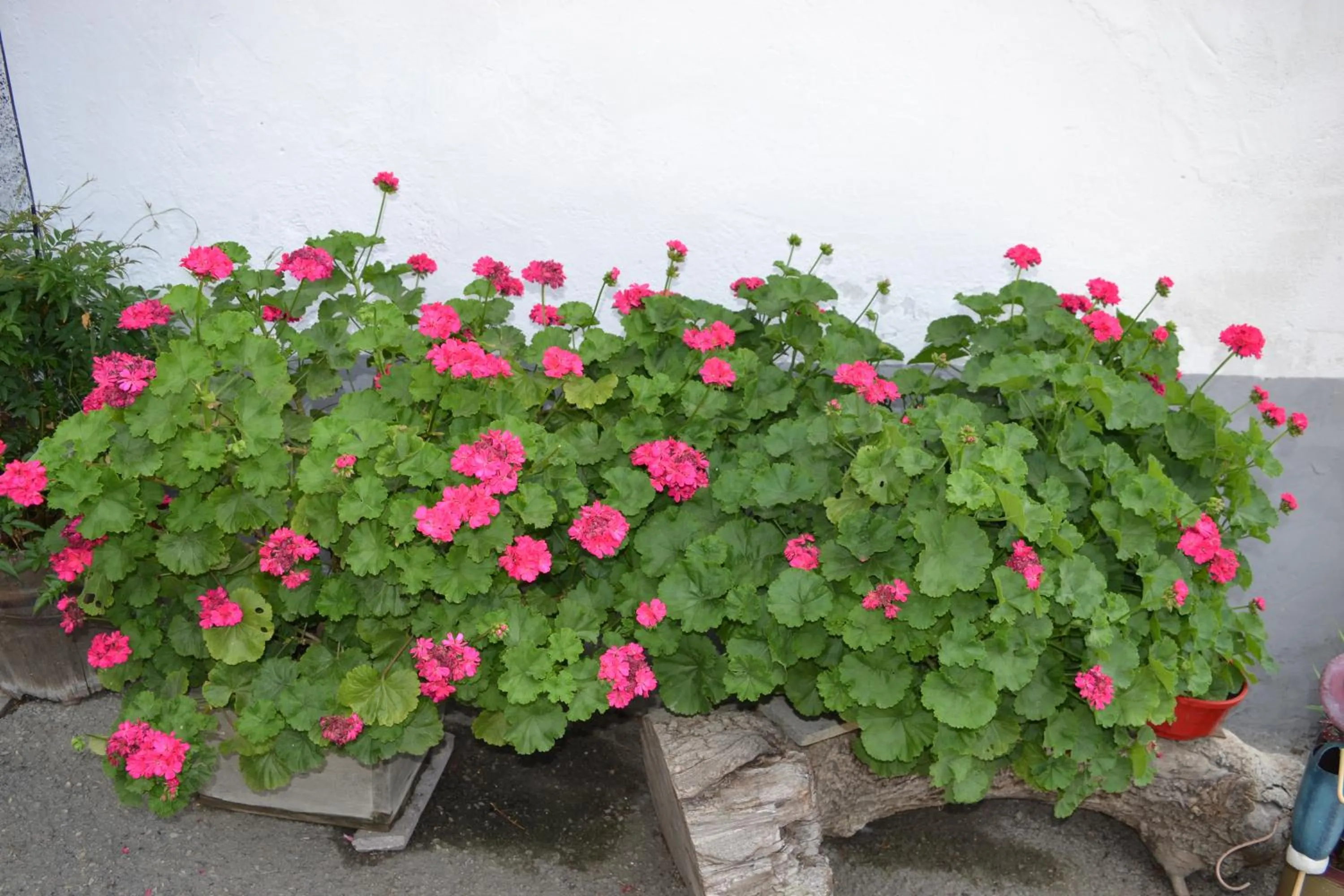 Summer in Gruberhof
