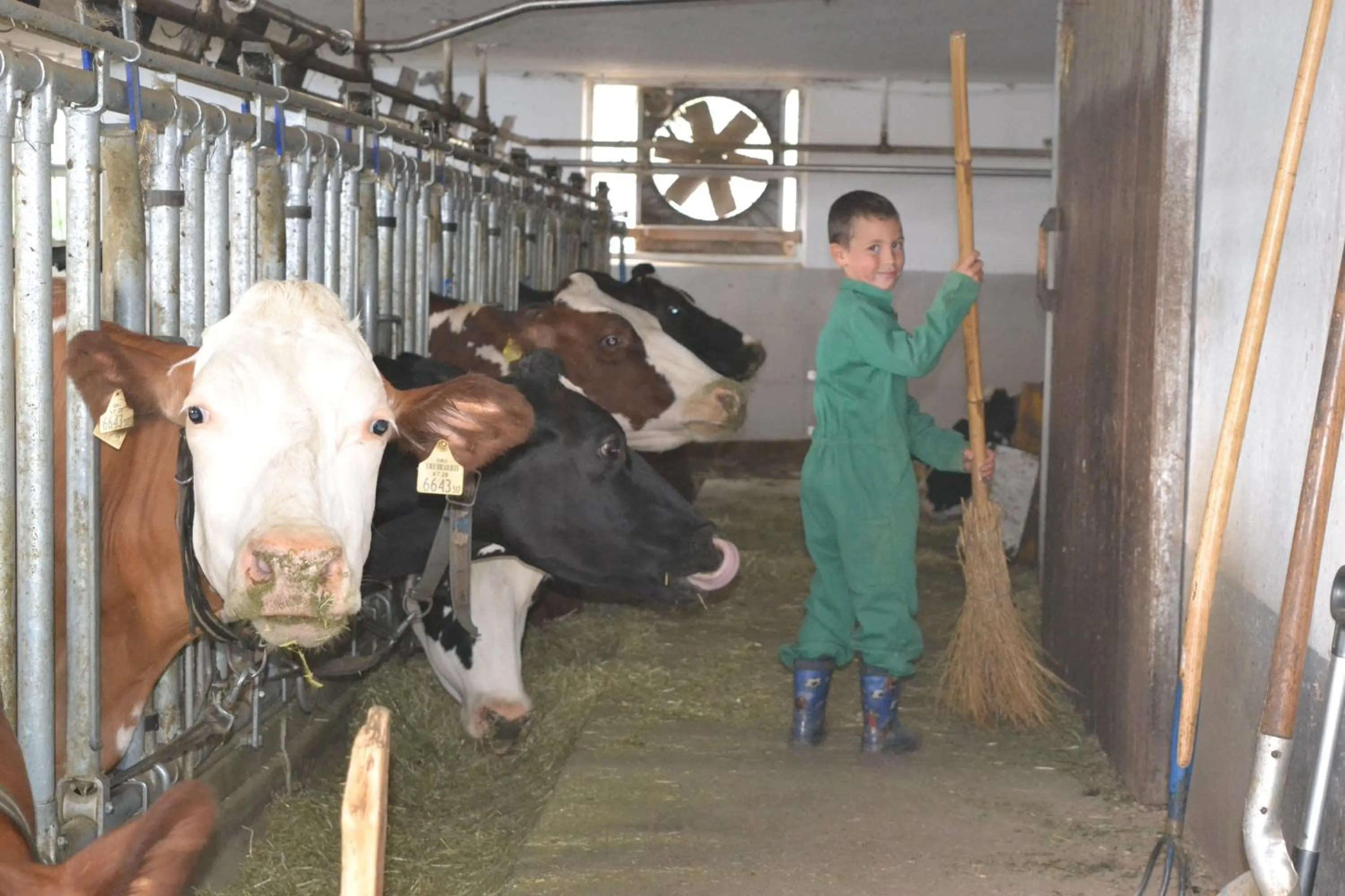 Animals in Gruberhof