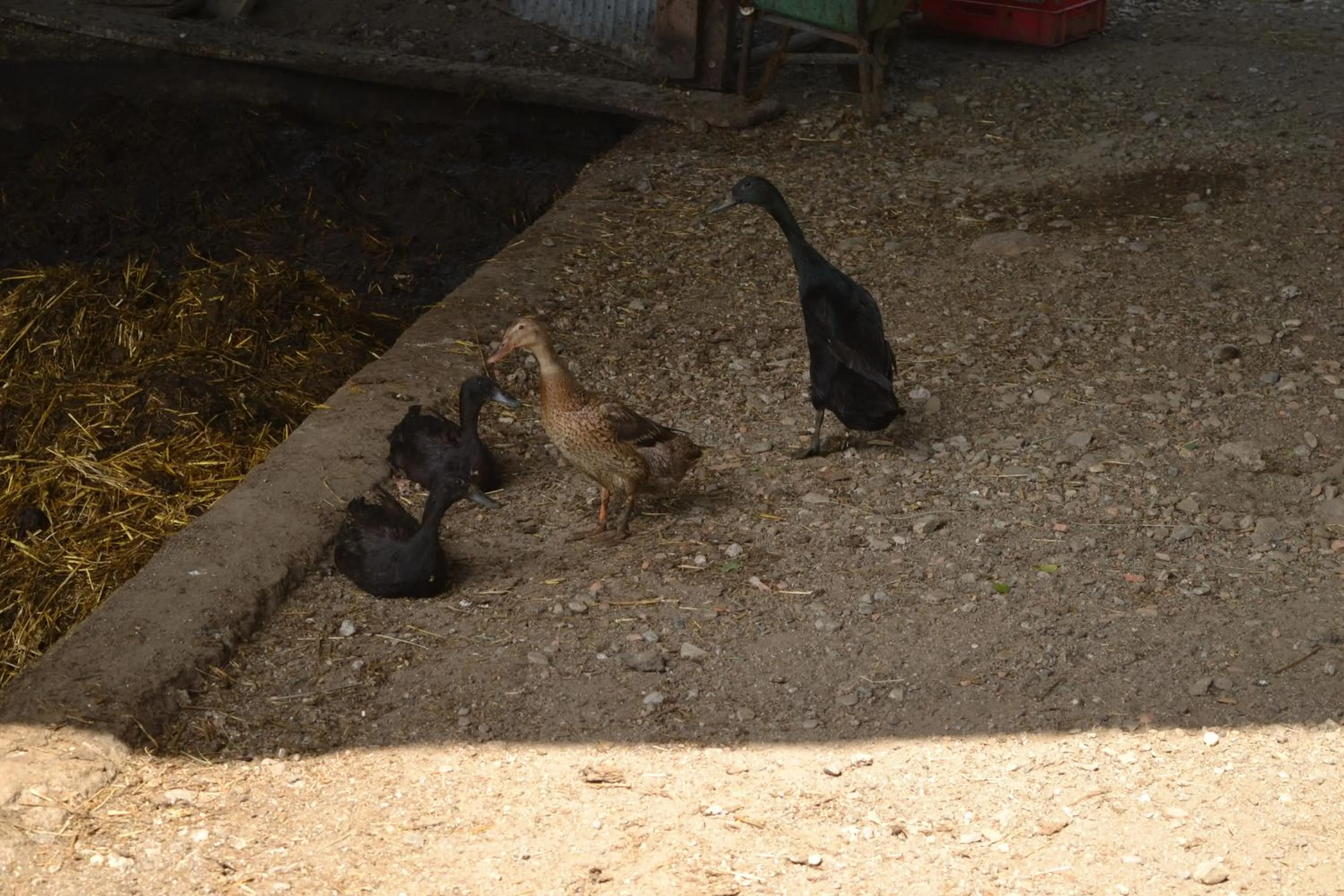 Animals in Gruberhof