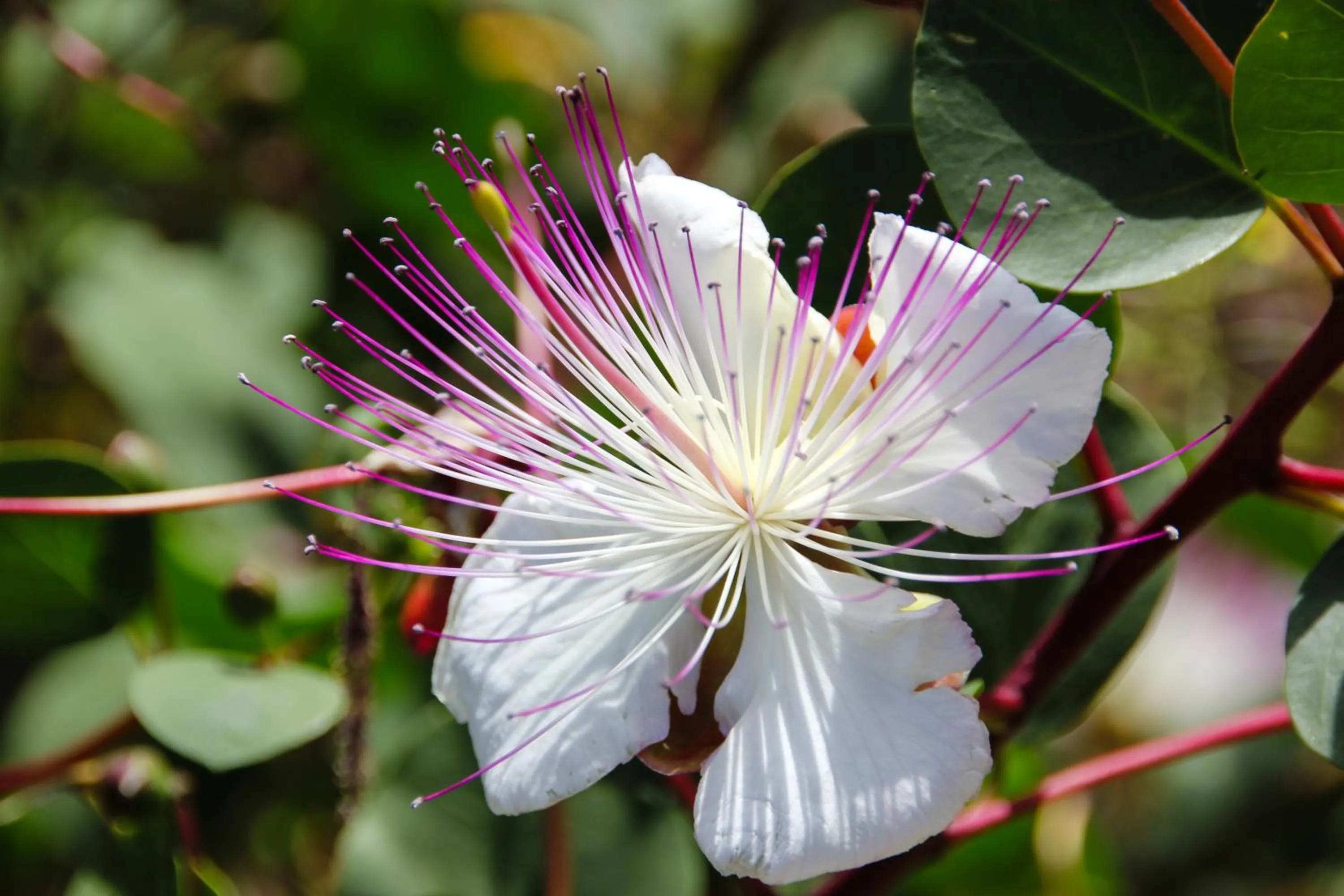 Decorative detail in Hotel Arcangelo - Salina