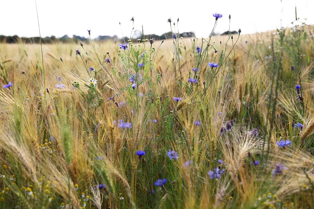 Spring in Antik-Hof Bissee