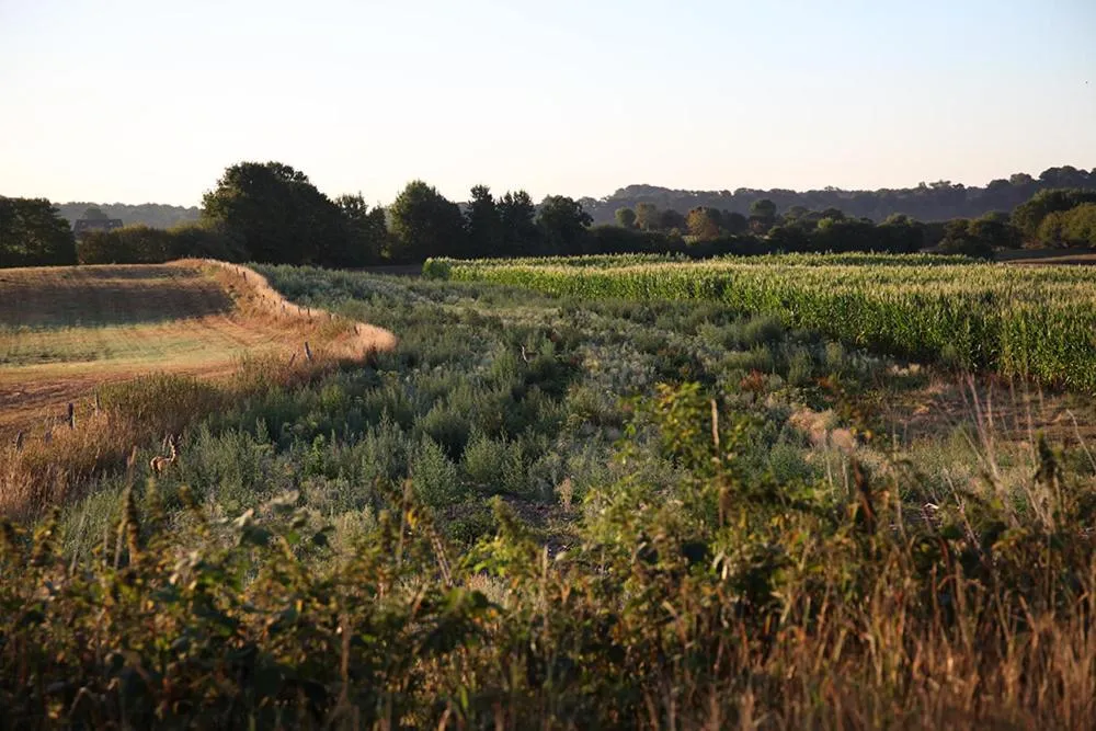 Natural landscape in Antik-Hof Bissee