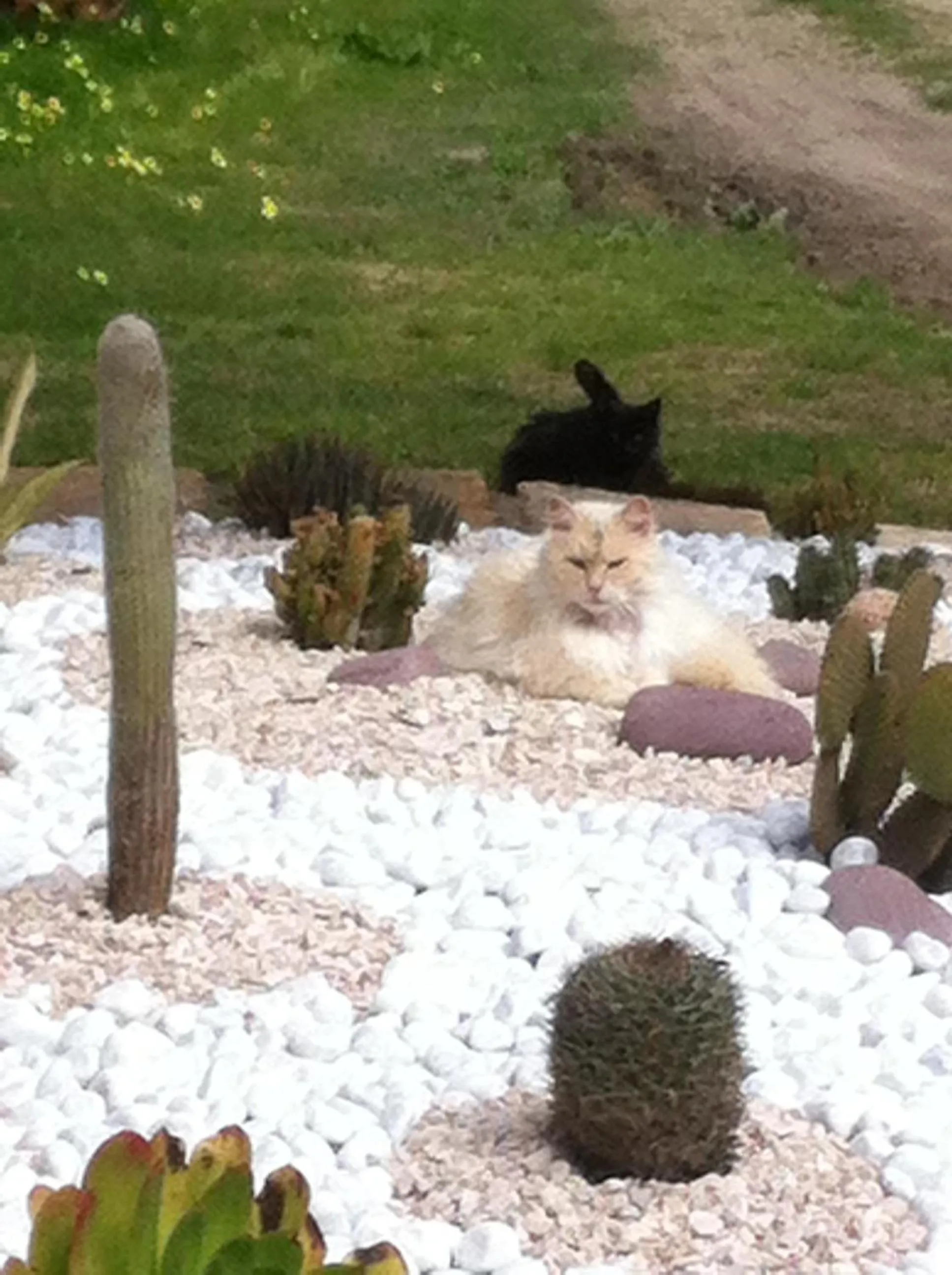 Garden in Residence Sa Pintadera