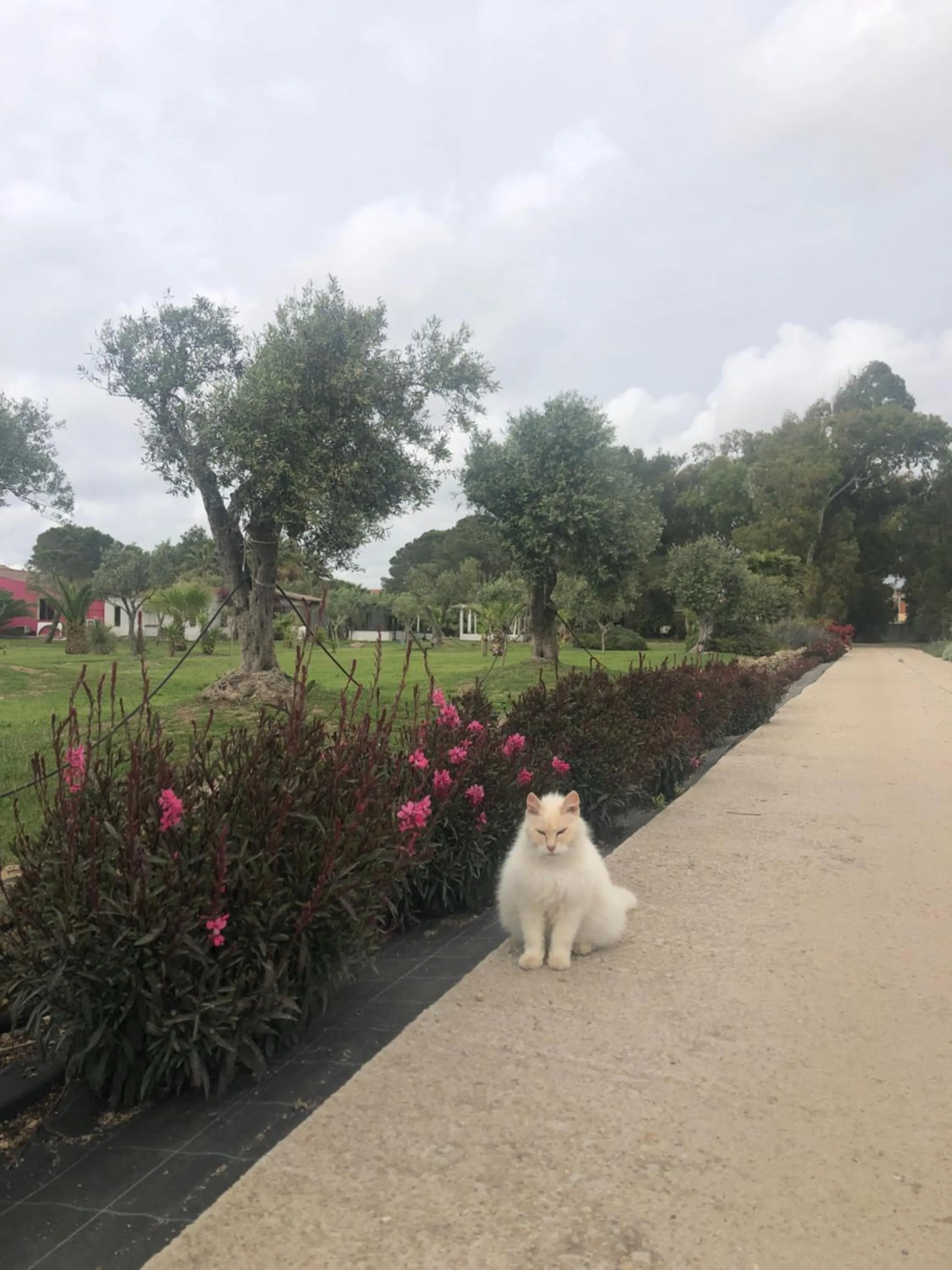 Garden view in Residence Sa Pintadera