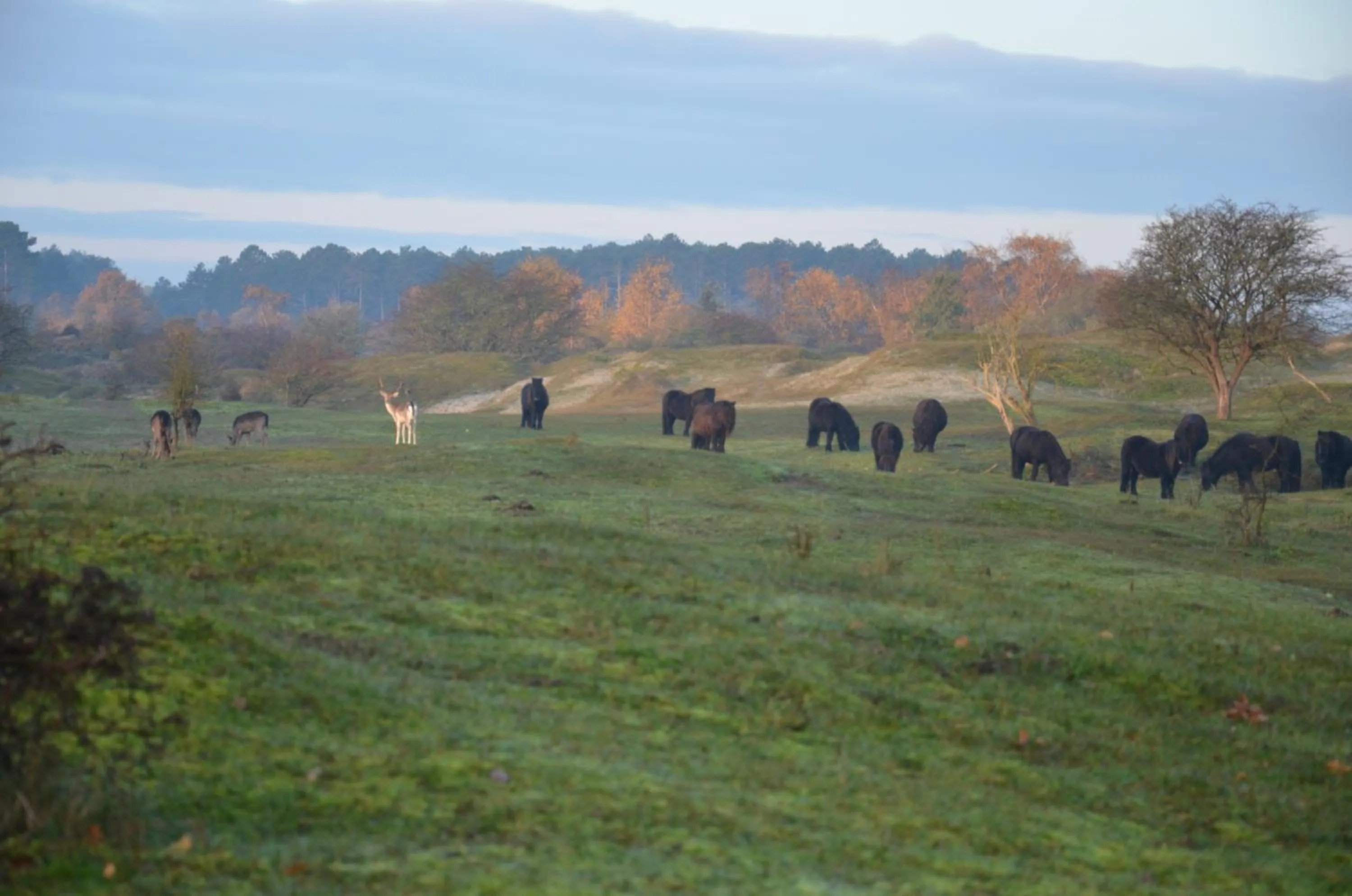 Natural landscape in B&B Onder de Molen