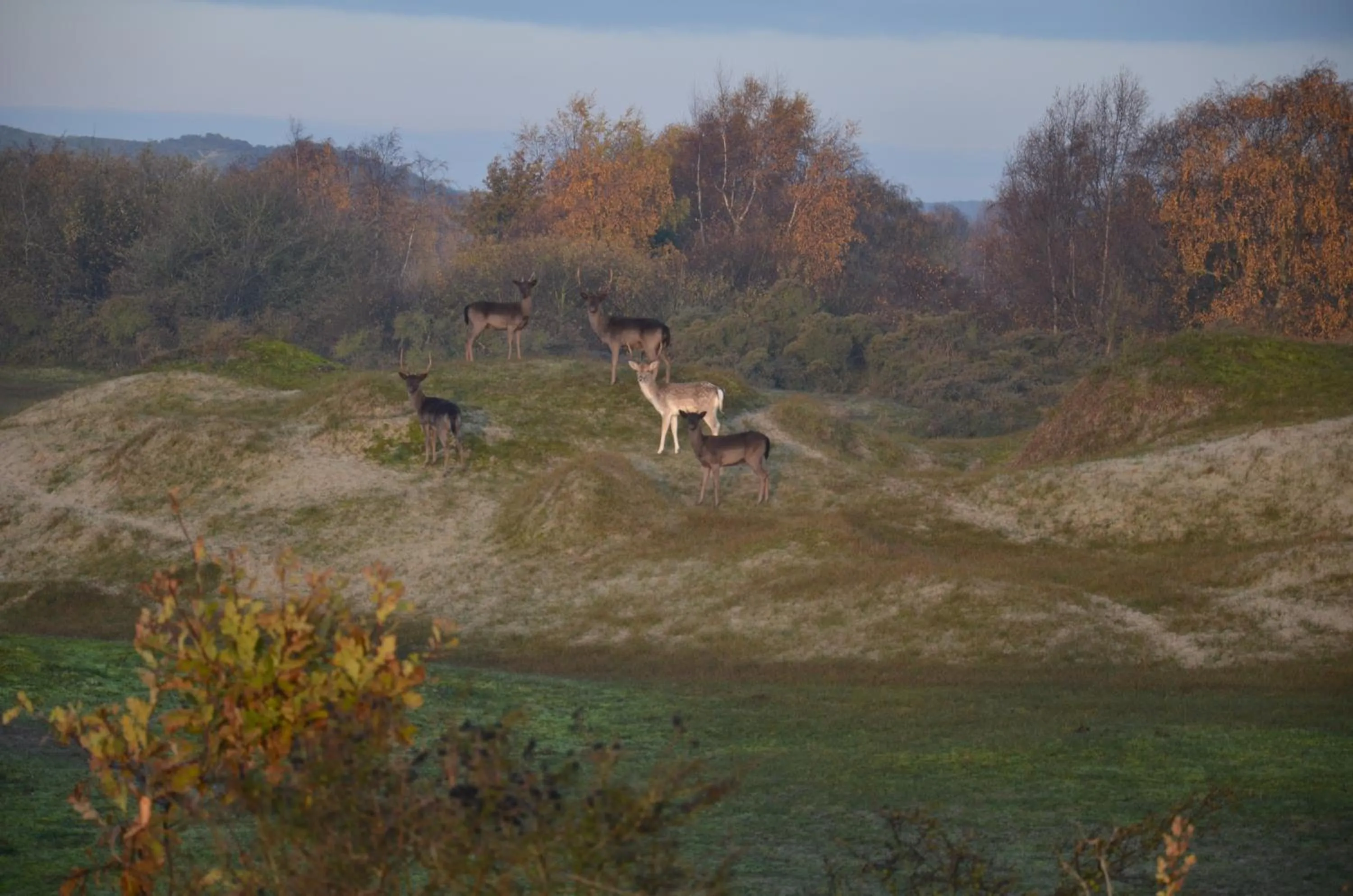 Natural landscape in B&B Onder de Molen