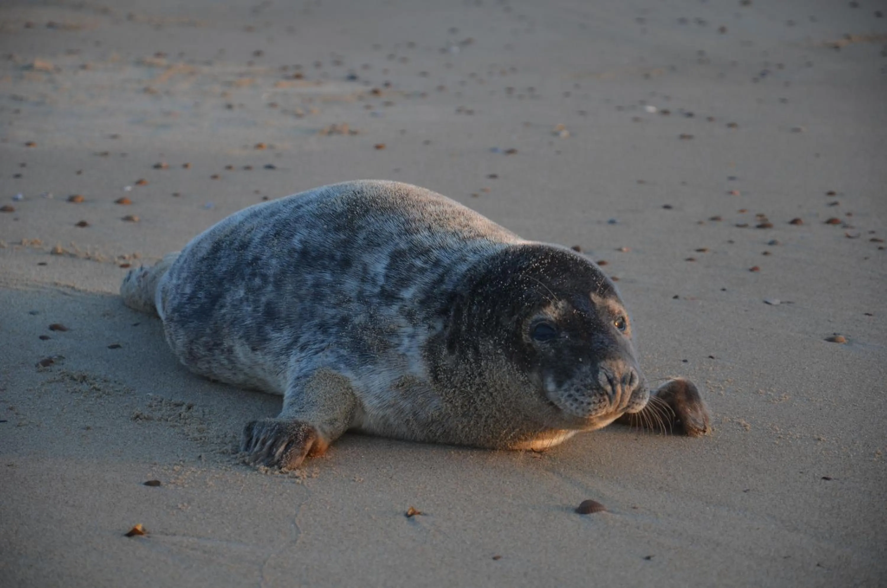 Beach in B&B Onder de Molen