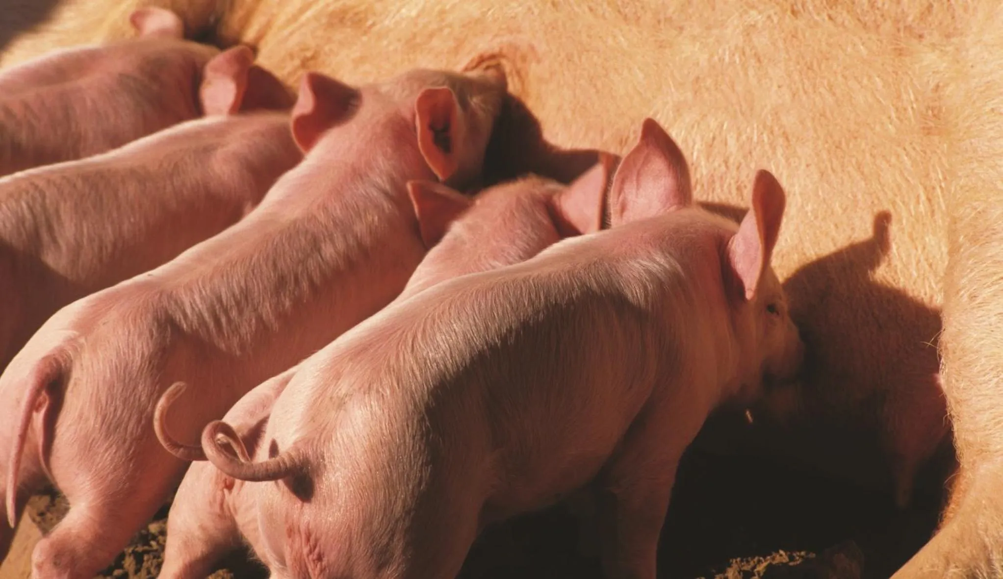 Animals in Villa Dafne