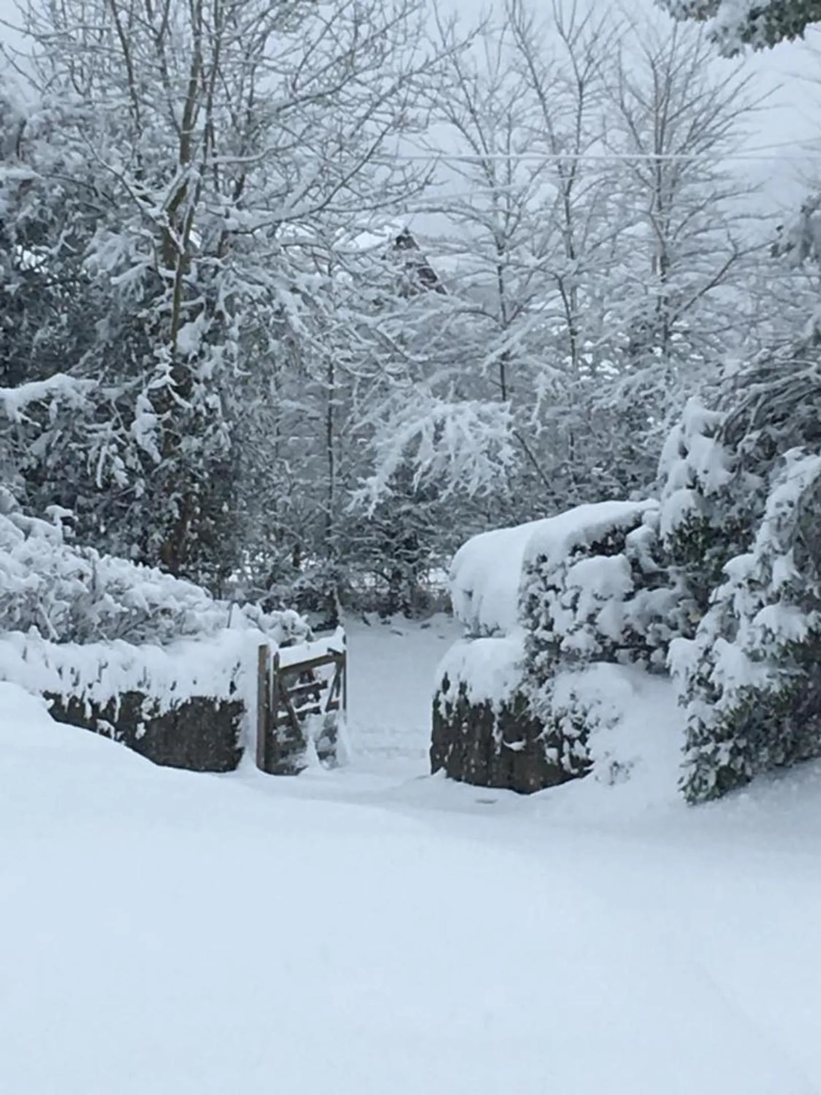 Winter in Meerkat Manor