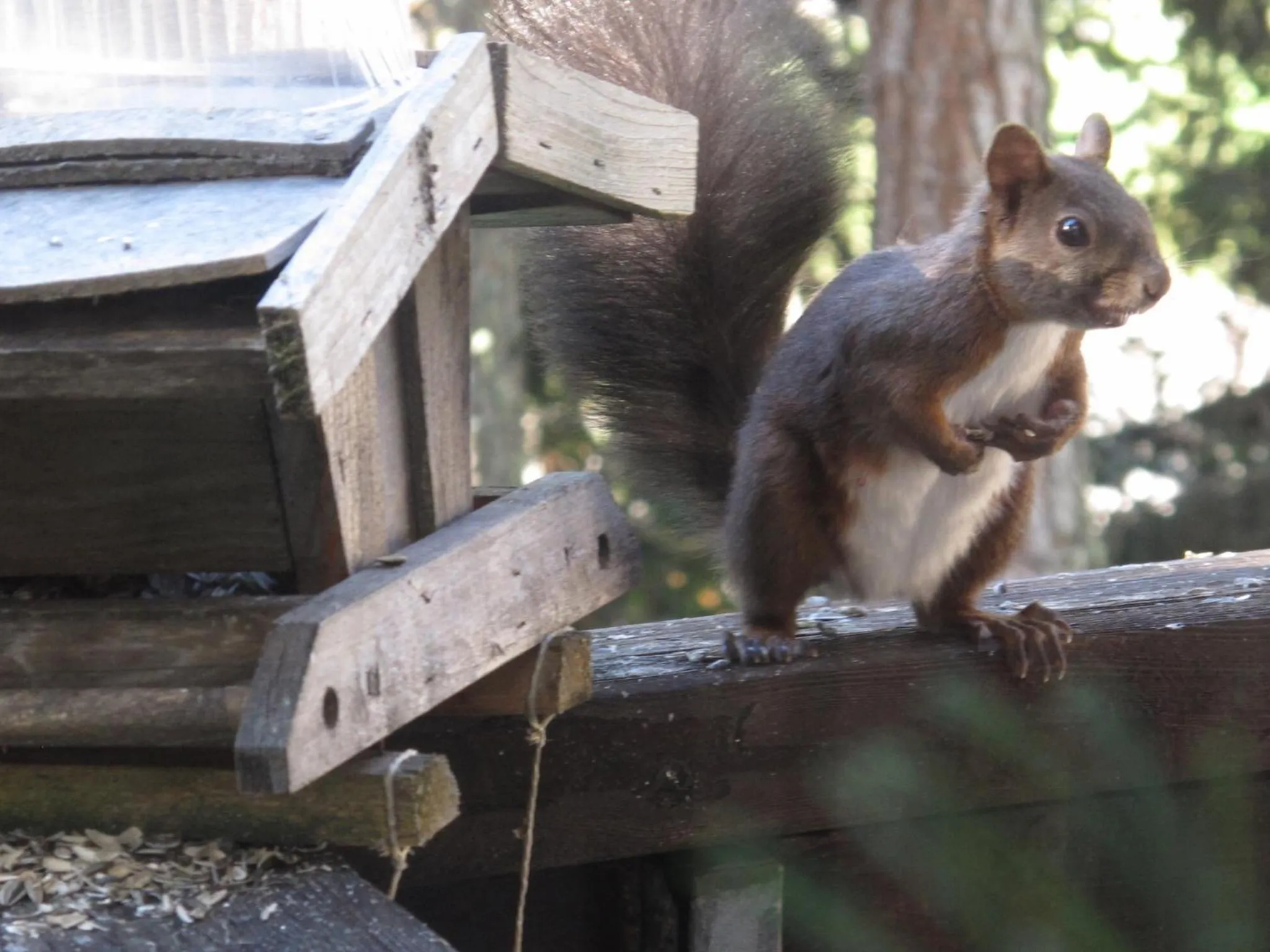 Animals in Arche de Noé B&B