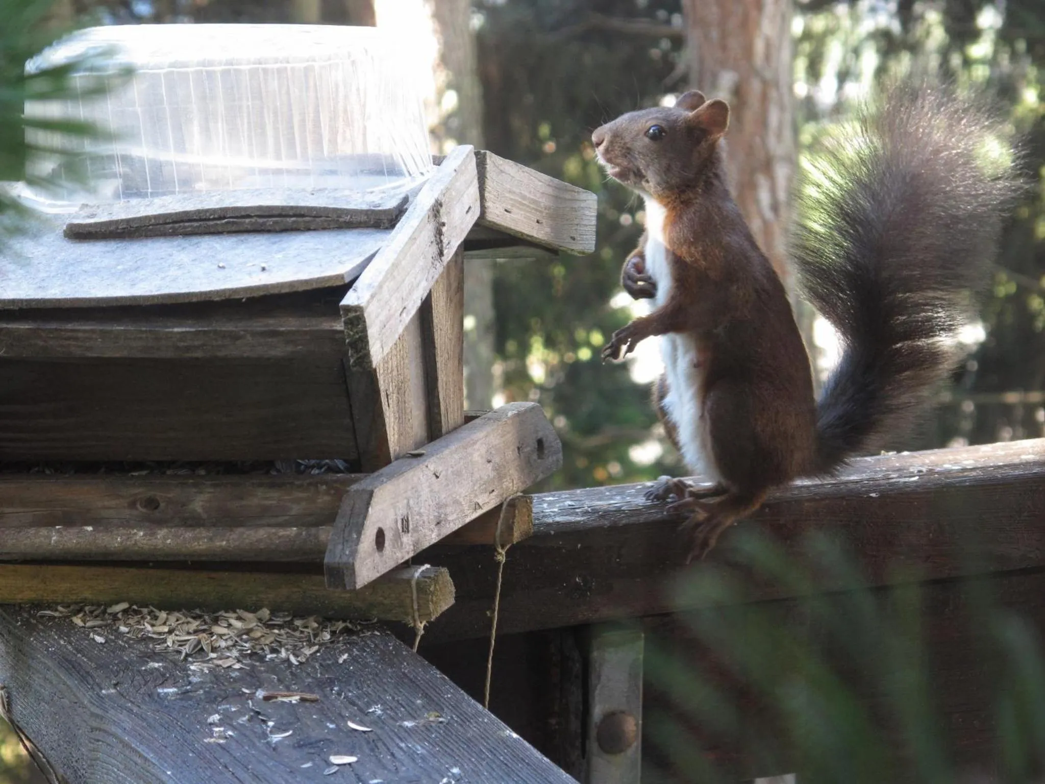 Animals in Arche de Noé B&B