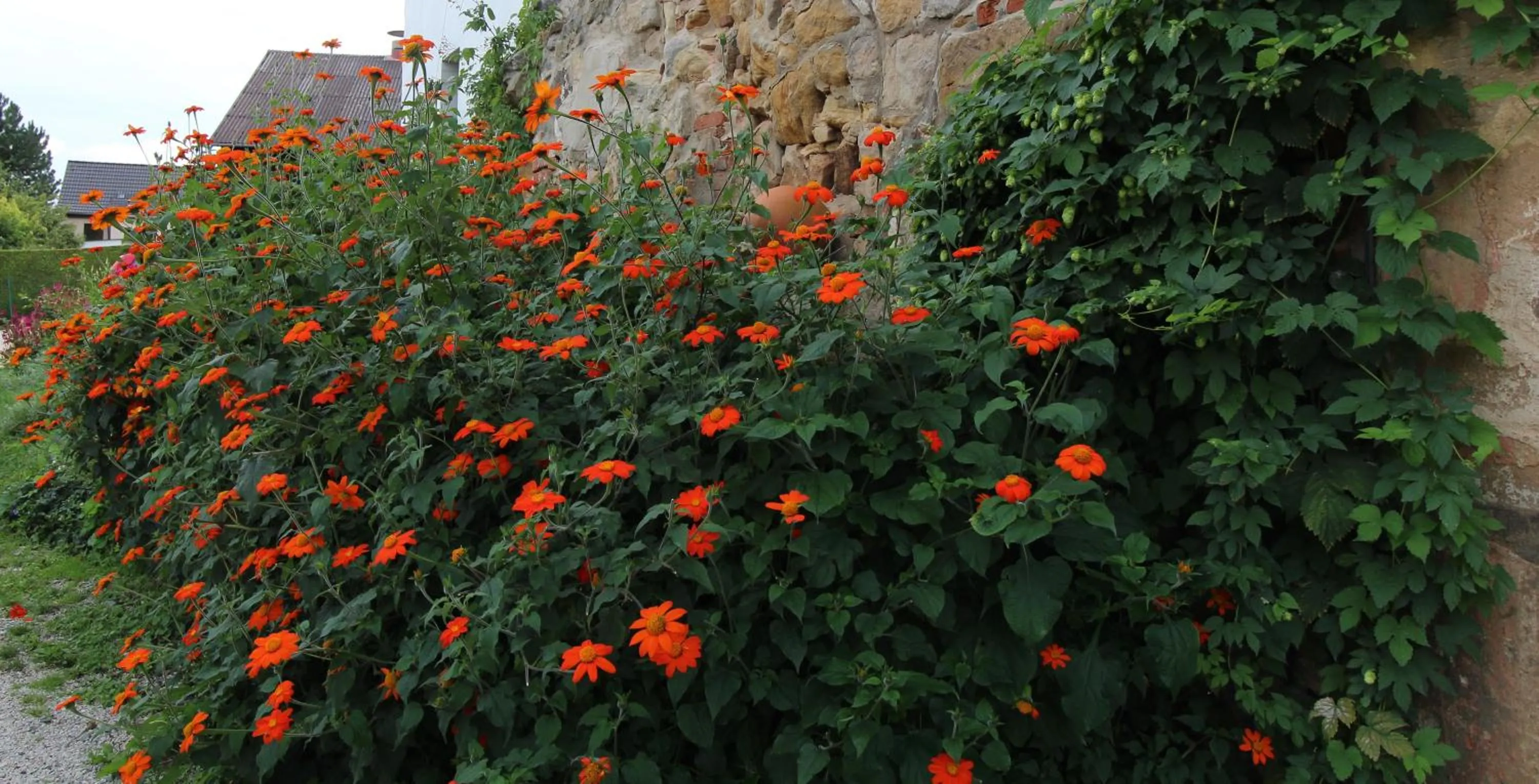Garden in Hotel-Gasthof Opel Bed & Breakfast