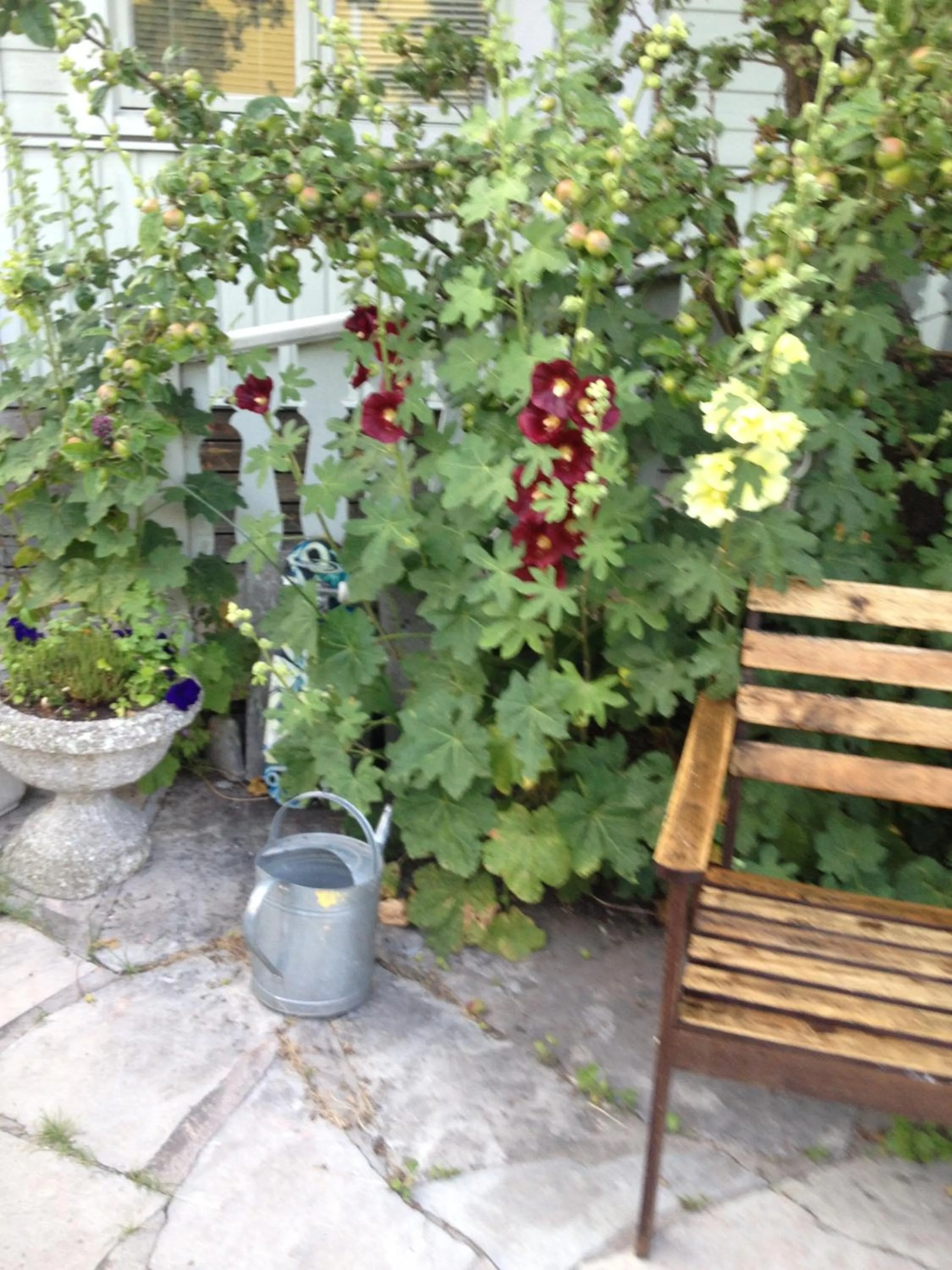 Garden in Villa Verdi