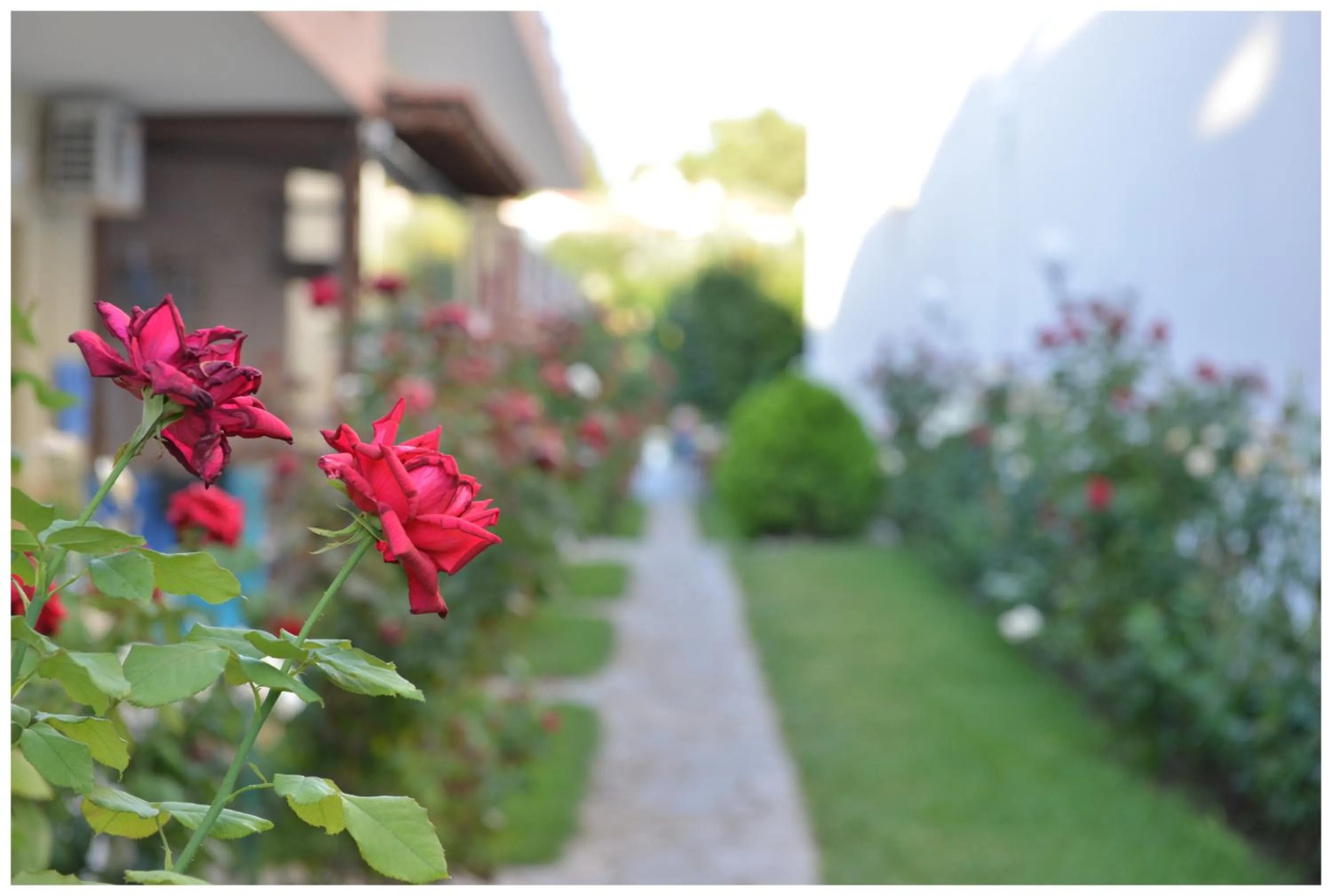 Garden in Anna Christina Apartments