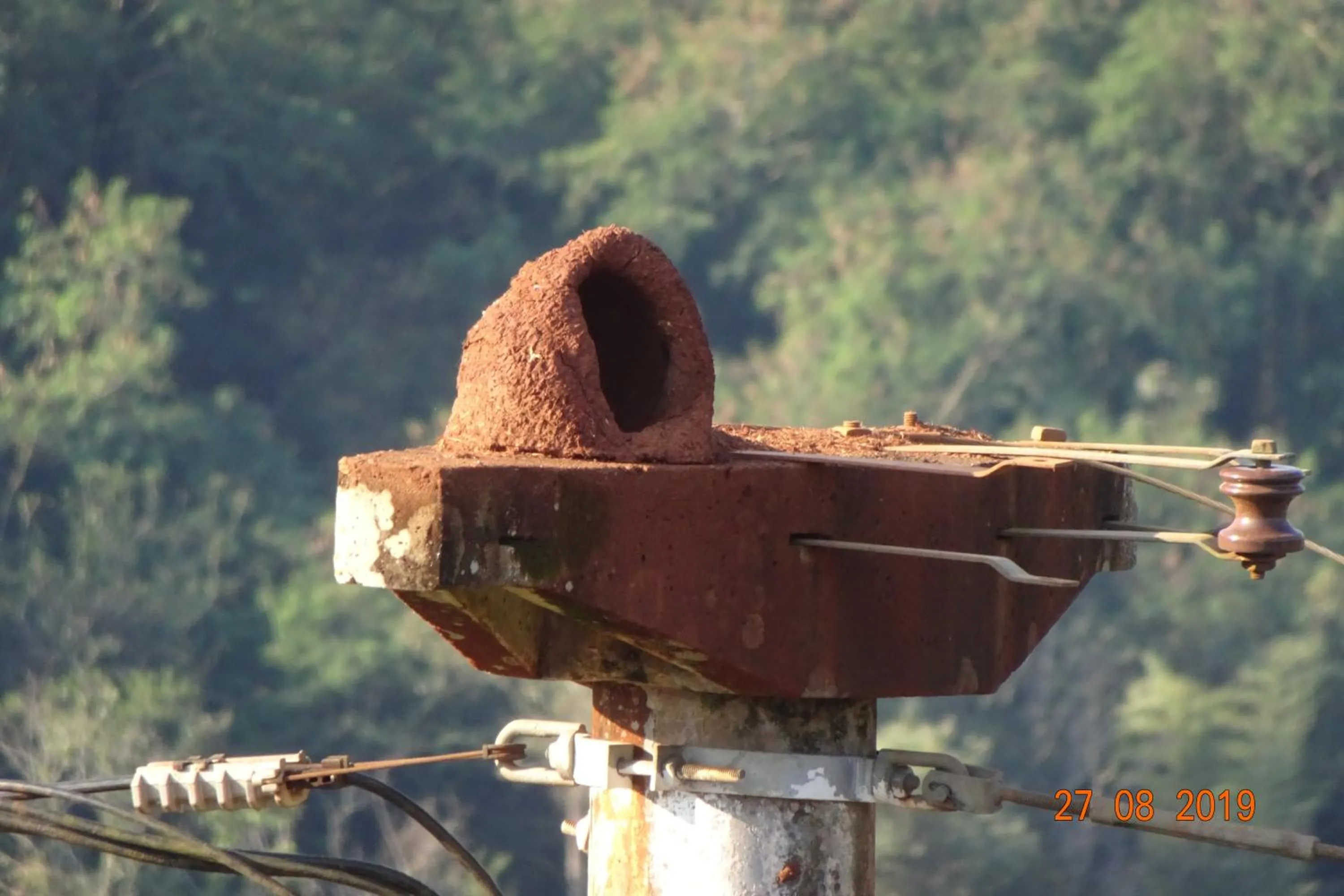 Animals in Mediterráneo Suites