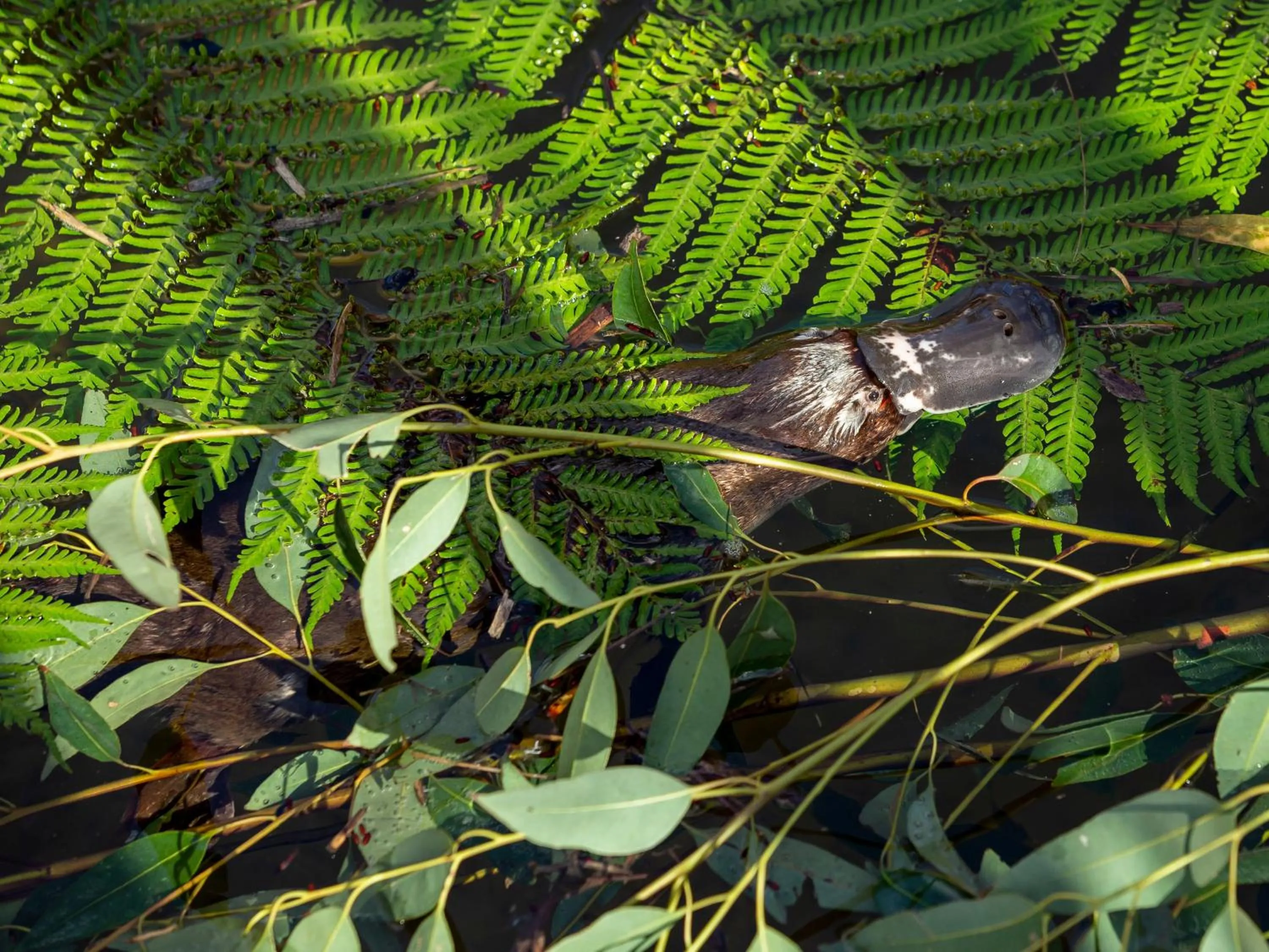 Animals in Wildlife Retreat at Taronga