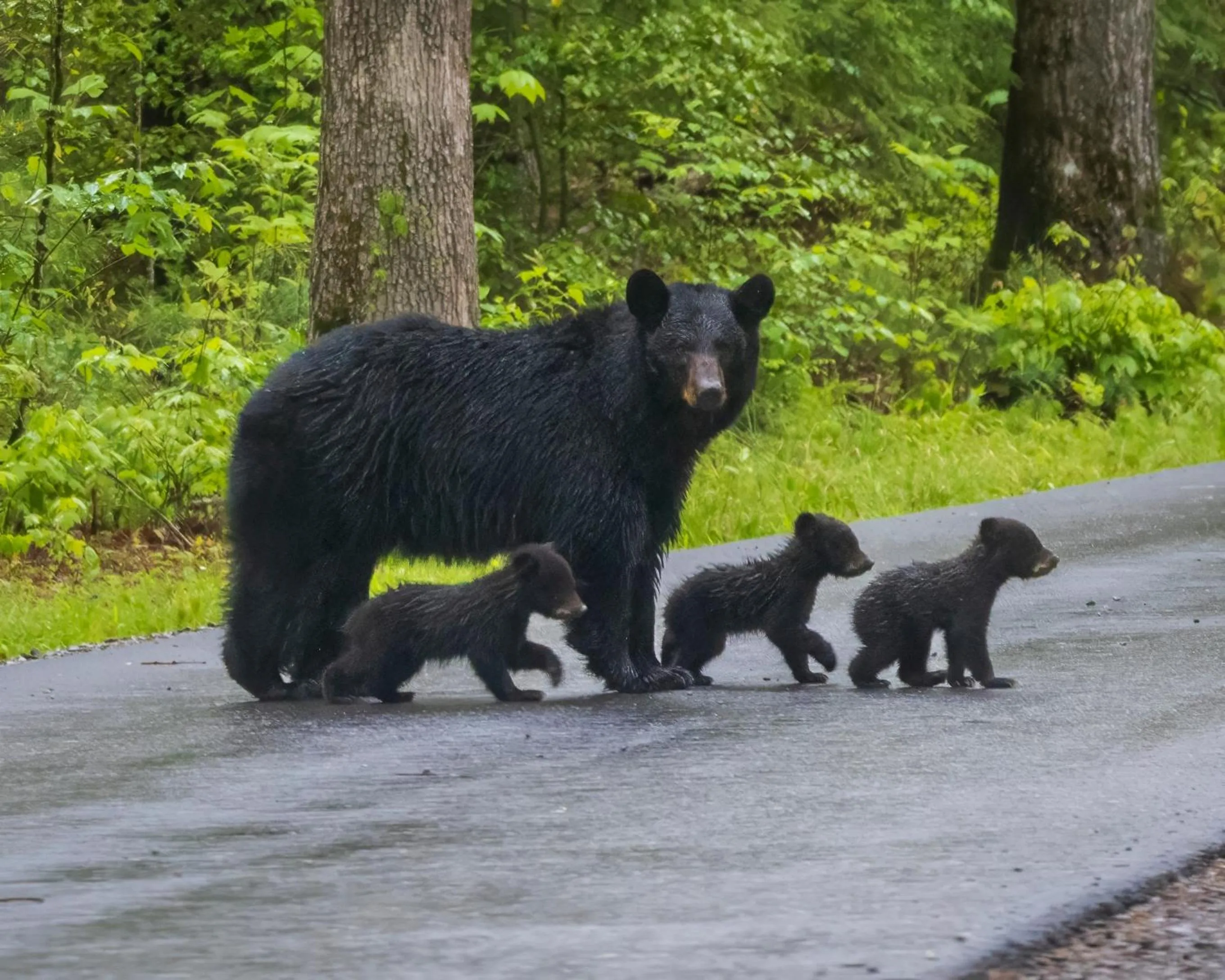 Cozy Bear, Free Attraction Tickets, Hot Tub, WIFI, Fireplace!!!