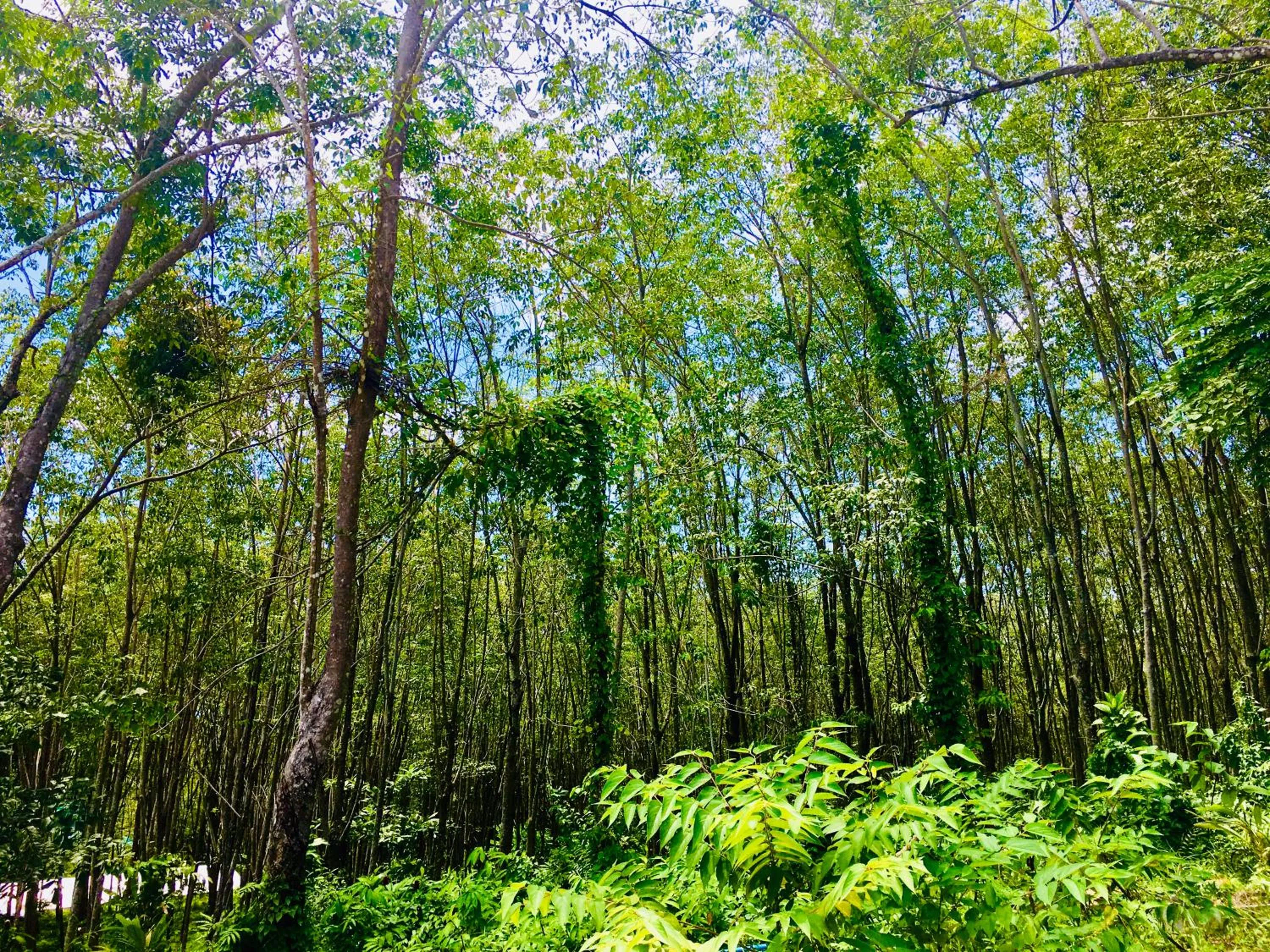 Natural landscape in Rinna Resort