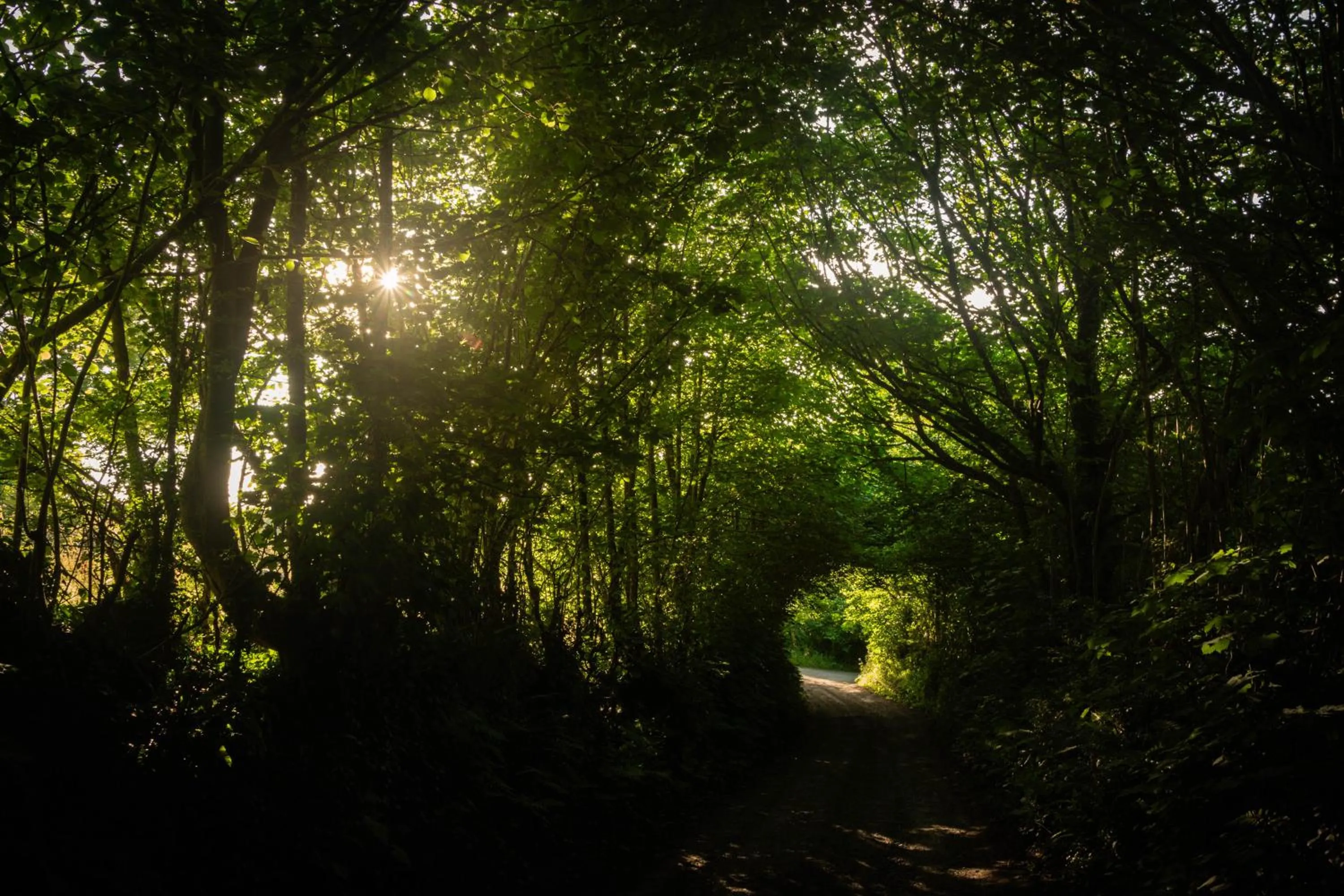 Spring in Hollamoor Farm