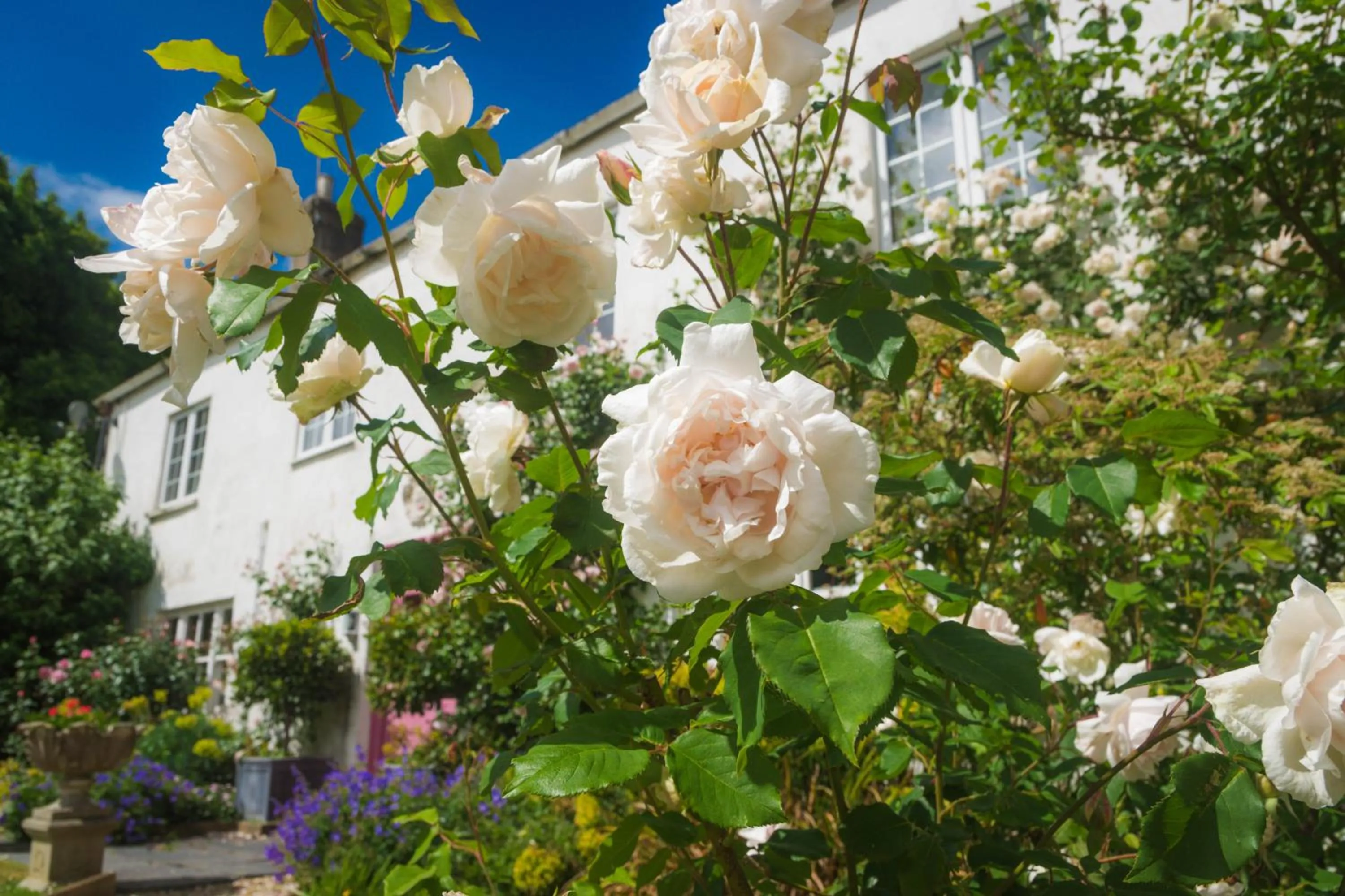 Property building in Hollamoor Farm