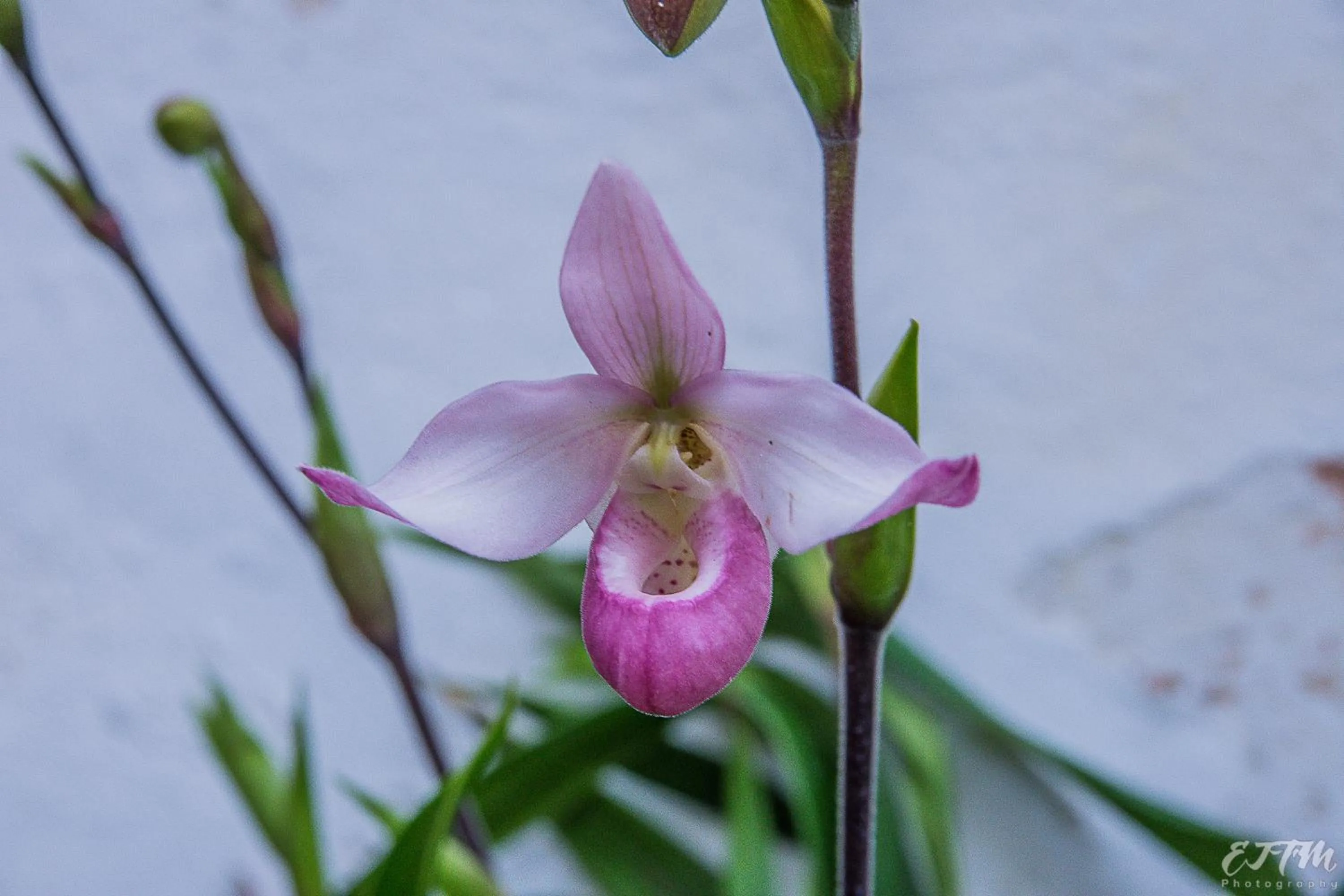 Garden in Vitorina Corte Guesthouse
