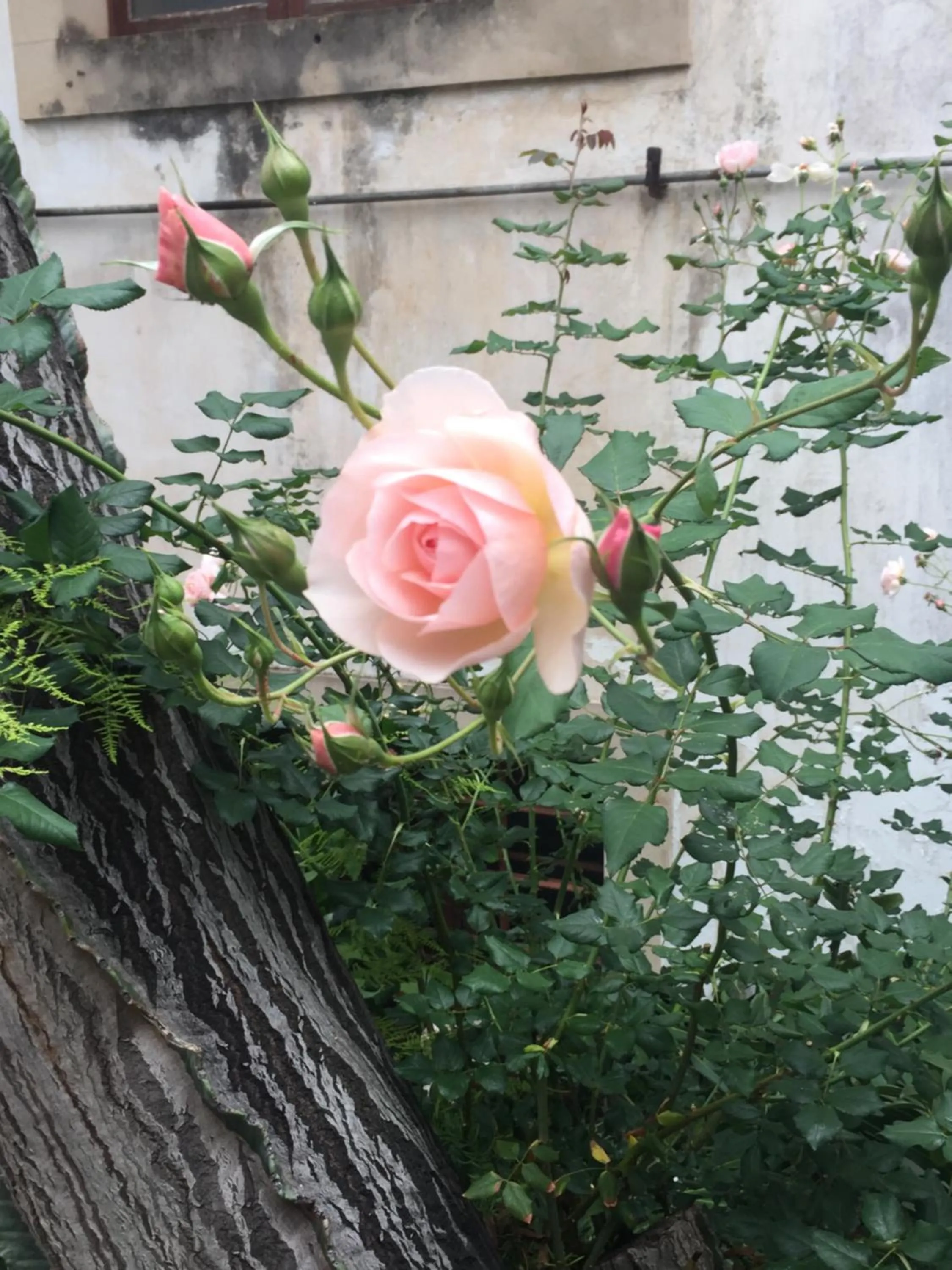 Garden in Vitorina Corte Guesthouse