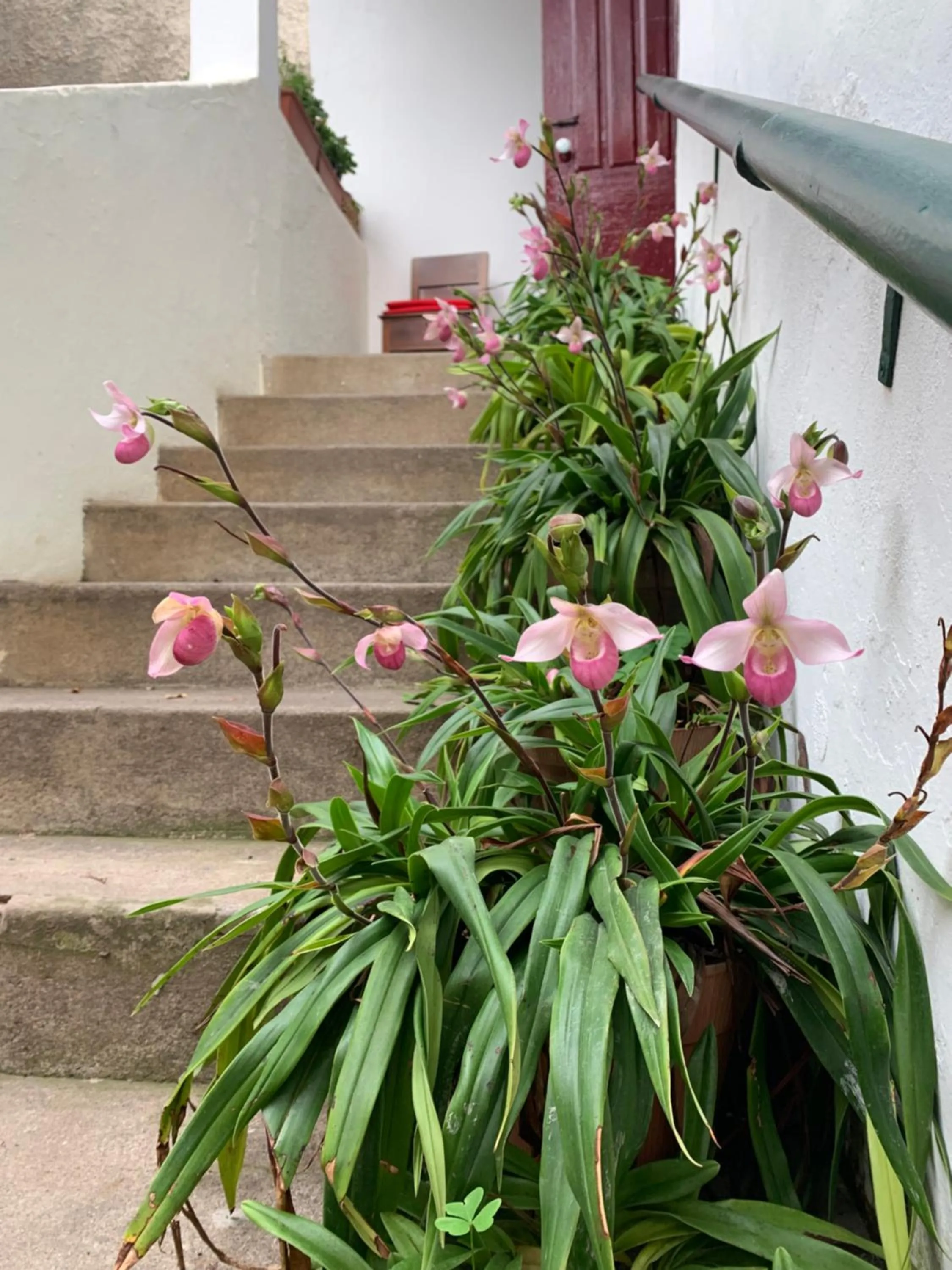 Garden view in Vitorina Corte Guesthouse