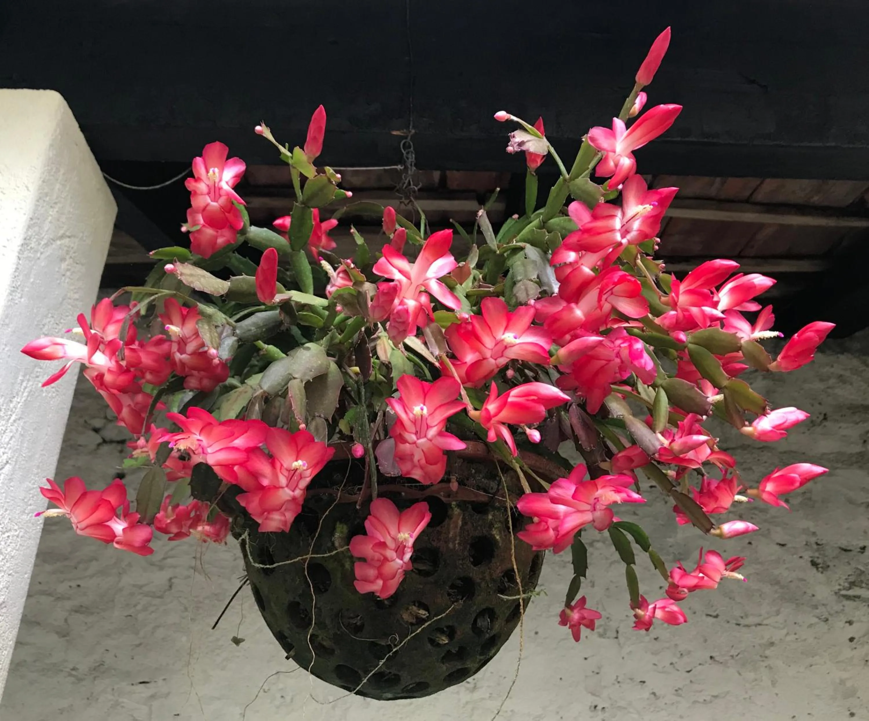 Garden in Vitorina Corte Guesthouse